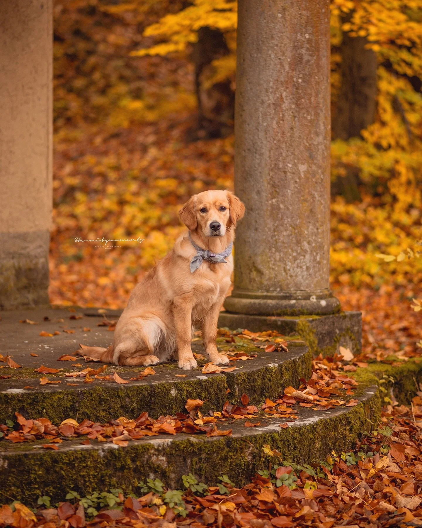 L O T T E 🍂

Noch ein paar Bilder aus meinem Shooting mit Jenni &amp; ihrer H&uuml;ndin Lotte ☺️ einfach weil die kleine Maus zu s&uuml;&szlig; ist! 🥰

Du willst auch so sch&ouml;ne Herbstfotos von deiner Fellnase? Dann melde dich jetzt ganz unverb