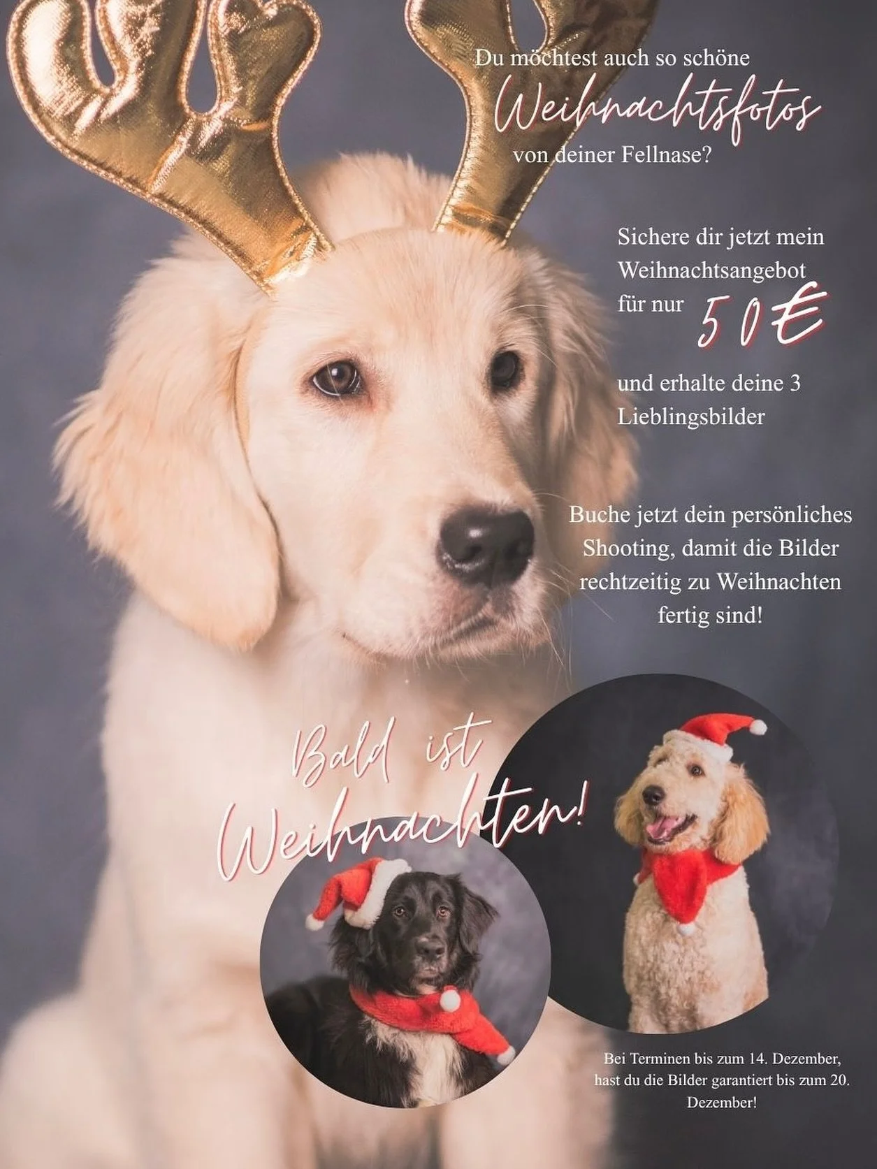 W E I H N A C H T S A K T I O N 🎄

Du m&ouml;chtest auch Bilder von deiner Fellnase mit weihnachtlichem Flair? 🎅🏽

Dann nutze jetzt meine Weihnachtsaktion &amp; erhalte 3 professionell bearbeitete Bilder f&uuml;r nur 50&euro;! 🎁

Die Bilder eigne