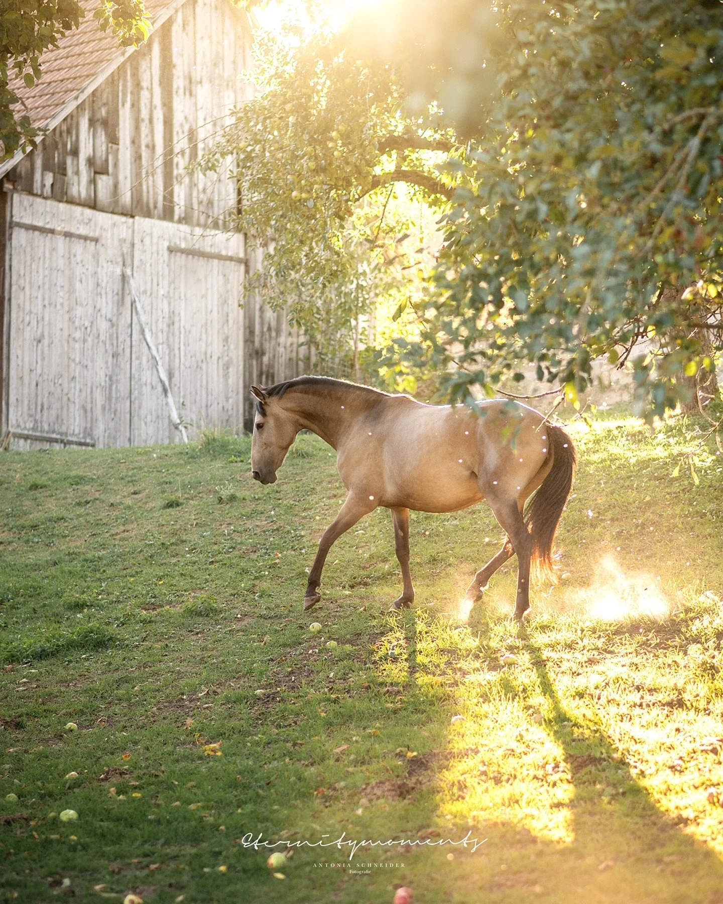 A M B R A ✨

Auch wenn die warmen Tage vorbei sind &amp; wir schon auf winterliche Temperaturen sto&szlig;en, muss ich euch noch diese wundersch&ouml;nen Bilder von Ambra zeigen ✨ Gerade das erste Bild geh&ouml;rt definitiv in diesem Jahr zu meinen a