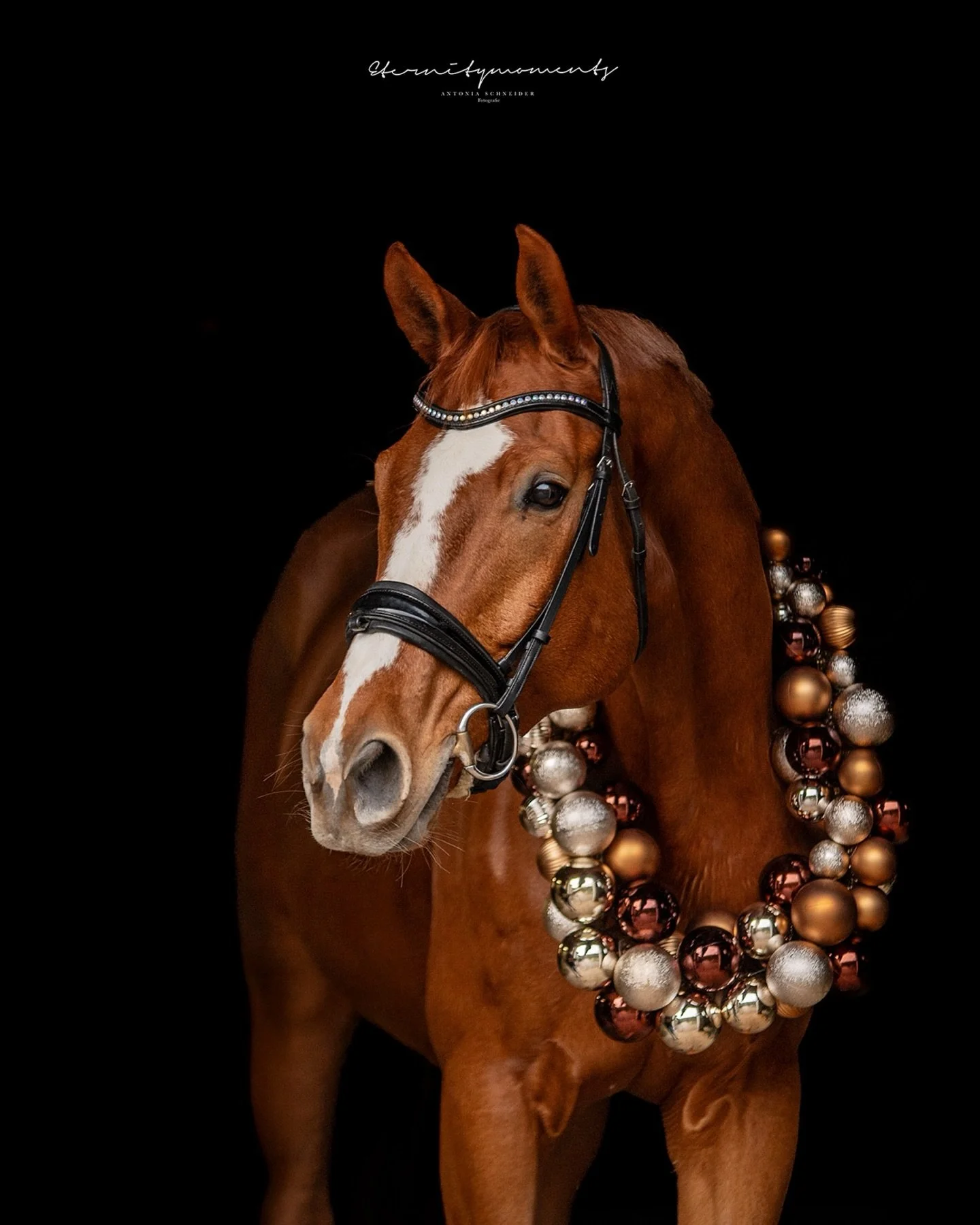 F R O H E 
W E I H N A C H T E N 🎄

Ihr Lieben! 

Auch ich w&uuml;nsche euch frohe Weihnachten &amp; besinnliche Festtage mit euren Liebsten ❤️
Habt eine sch&ouml;ne Zeit mit euren Familien, Freunden &amp; Fellnasen! Es ist freut mich, dass ich gera