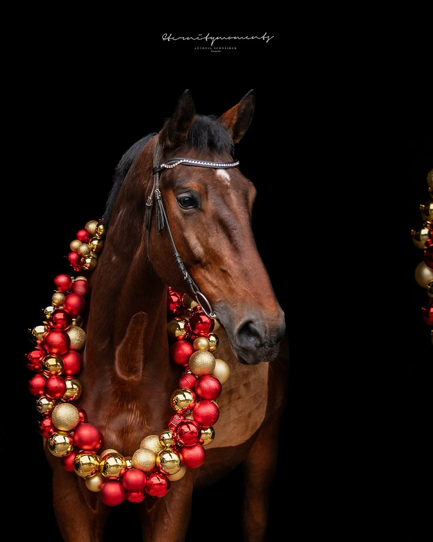 C H R I S T I N &amp; B O M B I 🎄🎅🏽

Ich w&uuml;nsche euch sch&ouml;ne Weihnachtsfeiertage ❤️