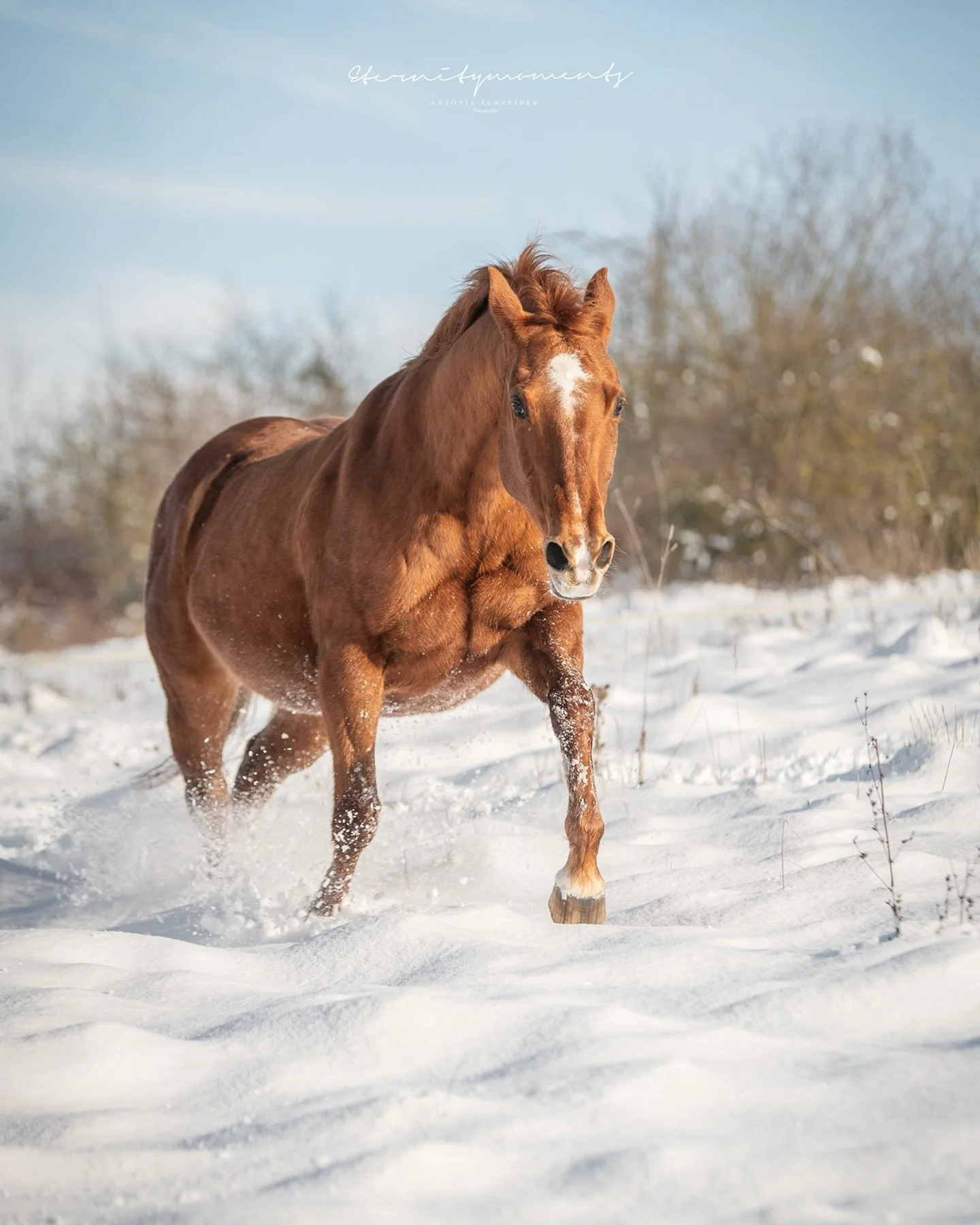 P A U L A ❄️

Gestern bin ich zum Gl&uuml;ck noch dazu gekommen, Paula (meine Reitbeteiligung) im Schnee zu fotografieren 😍! Und ich muss sagen: das Ganze war echt eine Herausforderung, da ich komplett alleine war 😂 Das Pferd auf die Koppel bringen