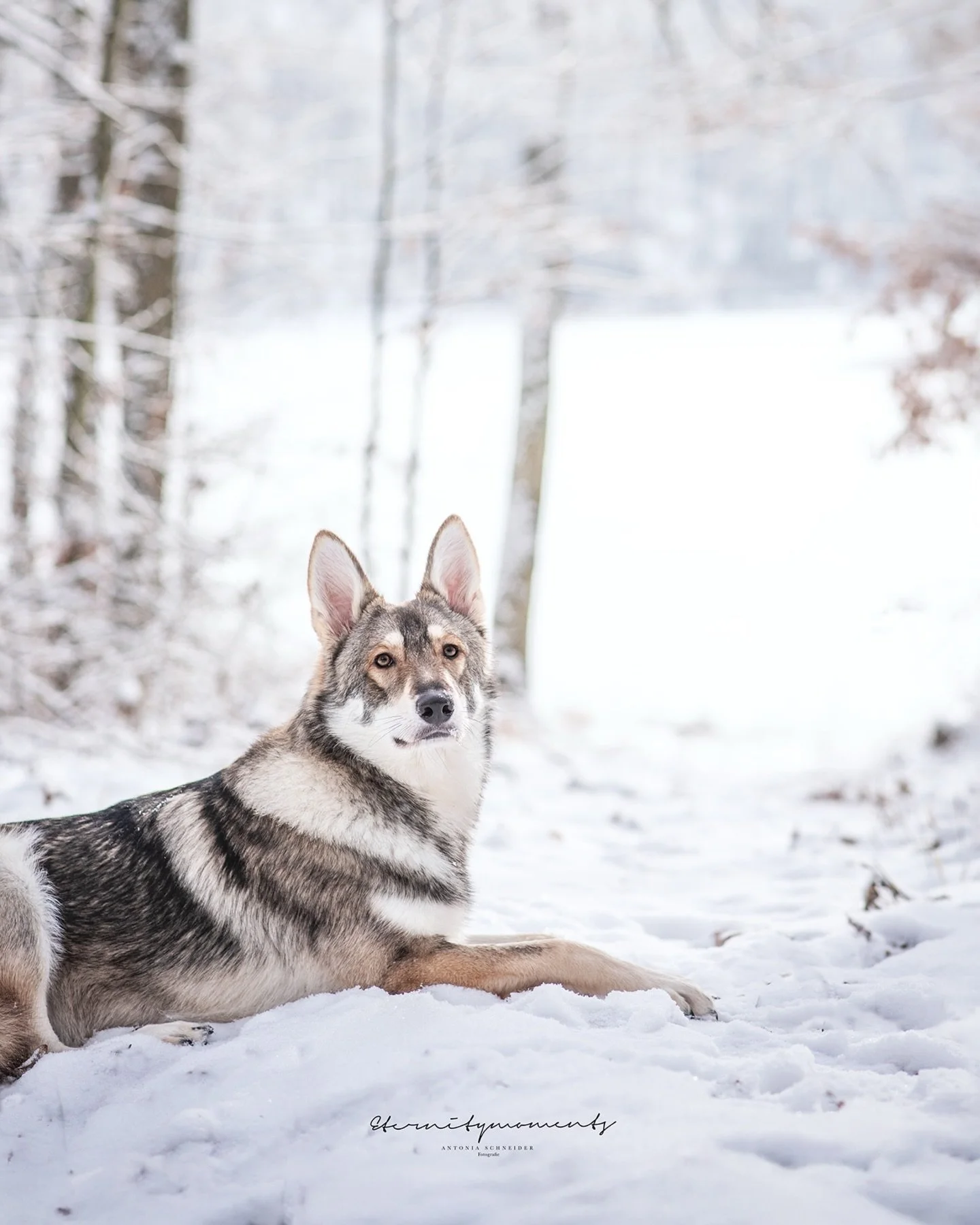 G R I M M ❄️ 

Wow ist das Fotoshooting mit Grimm schon lange her 😳 ich habe diese wundersch&ouml;nen Bilder im Jahr 2024 bei einem TfP-Projekt gemacht &amp; nie hochgeladen! Als ich sie letztens wieder gefunden habe, musste ich einfach ein paar von