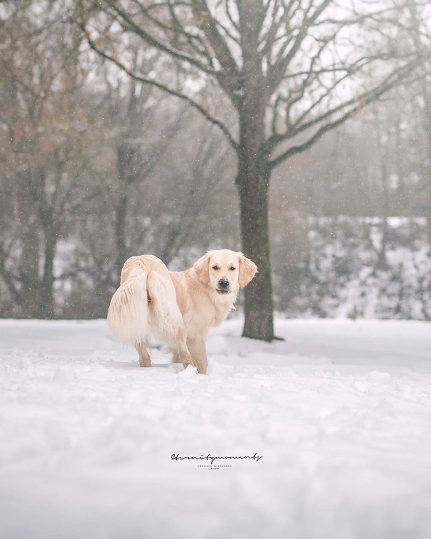 A M I E ❄️

Noch einige Winterbilder von meiner eigenen H&uuml;ndin Amie 😊 ich mache wirklich viel zu selten Bilder von ihr, aber den Schnee musste ich auf jeden Fall ausnutzen 😍 und ich bin absolut verliebt in diese Bilder! 

Was sagt ihr? ❄️

Du 