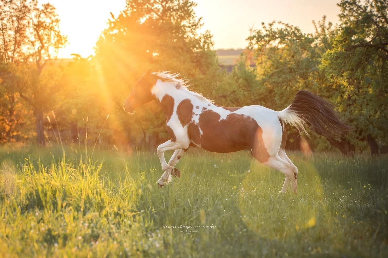 H O L L Y 🧡

Gestern war ein ganz besonderer Tag&hellip; ✨ 
Denn es ging f&uuml;r mich zur lieben @alisakonrad und ihren Pferden 🧡. Und dabei durfte ich jemand ganz besonderen kennenlernen: Holly. Sie ist eine Mustangstute, die im Rahmen von @musta