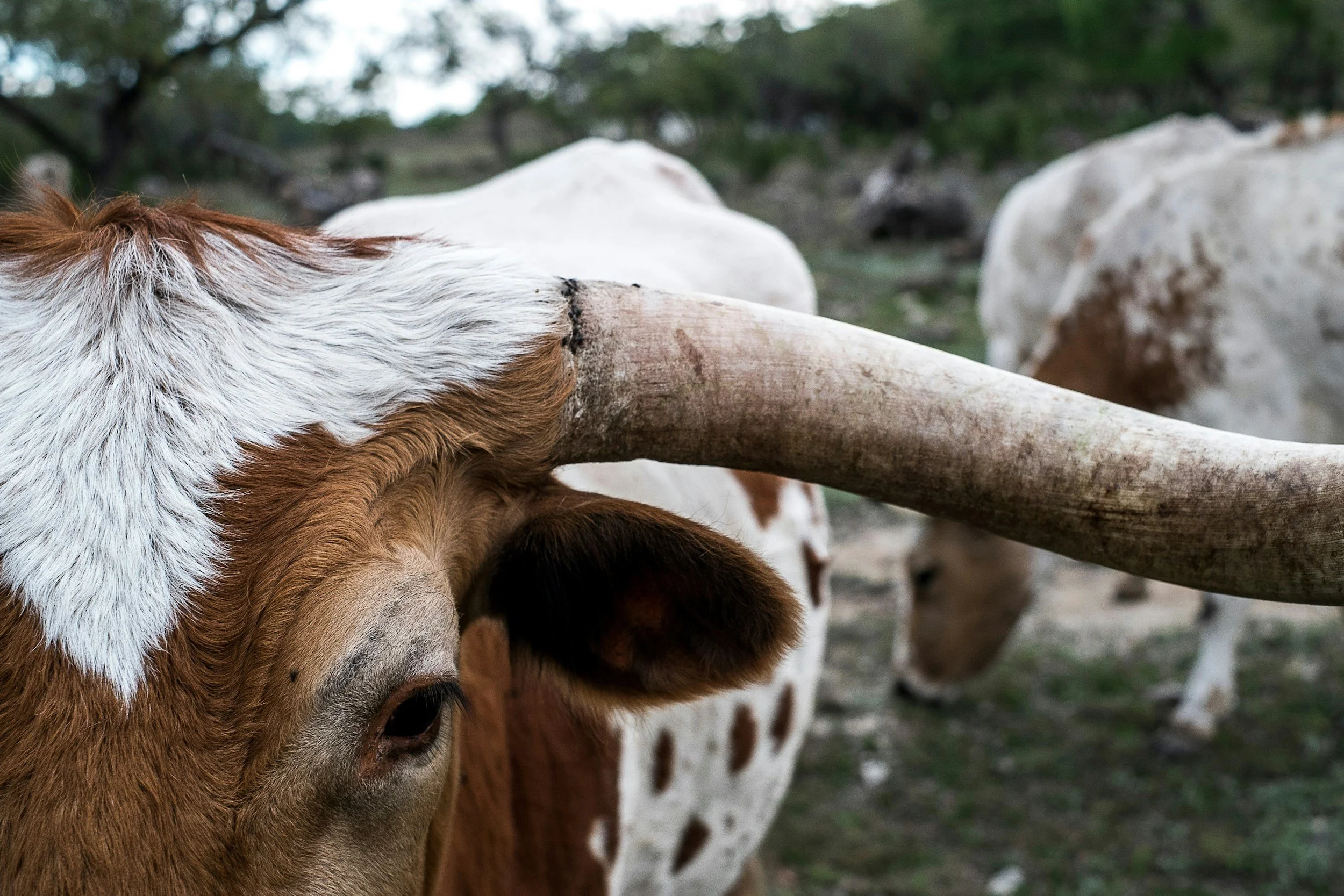 Close-up of a cow with brown and white fur and large horns, with other cows grazing in the background.