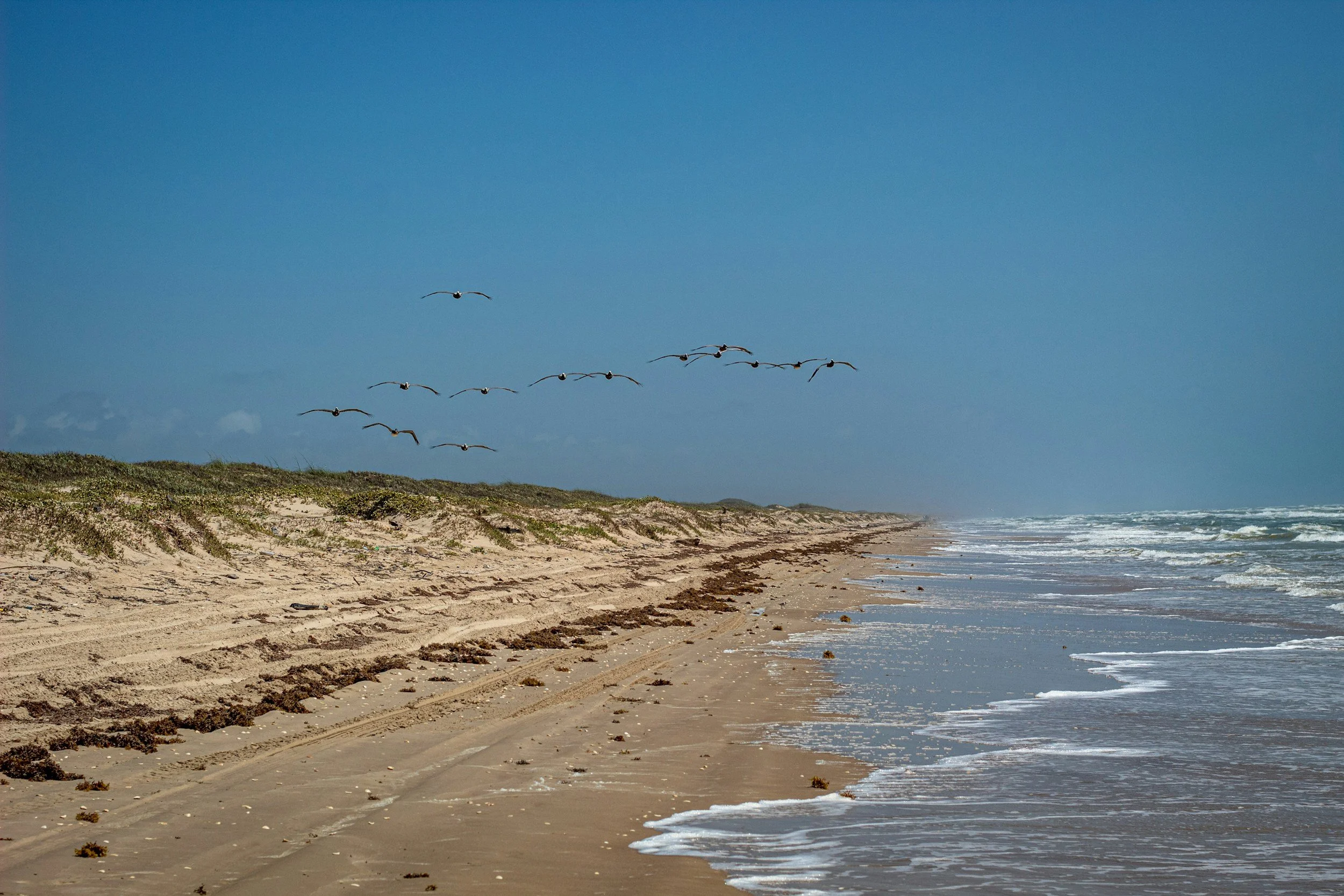 Texas Gulf Coast beach with waves lapping onto the shore and seagulls flying.