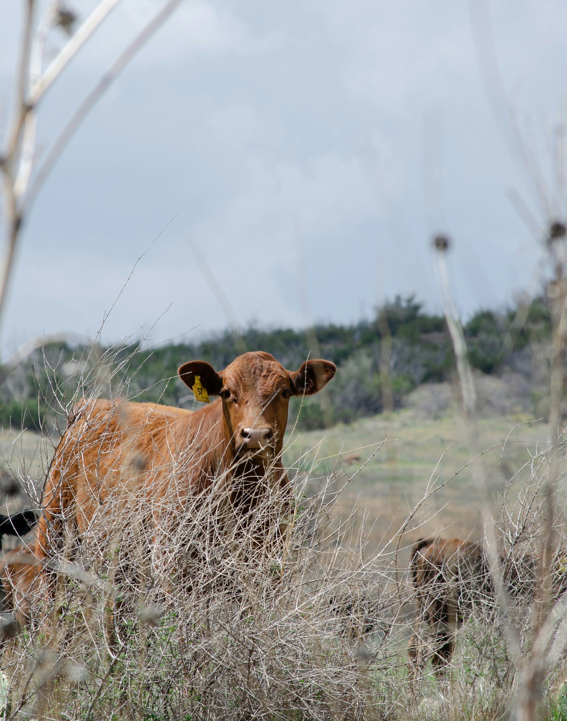 A brown calf with a yellow ear tag standing behind dry, thorny brush in a field with a cloudy sky.