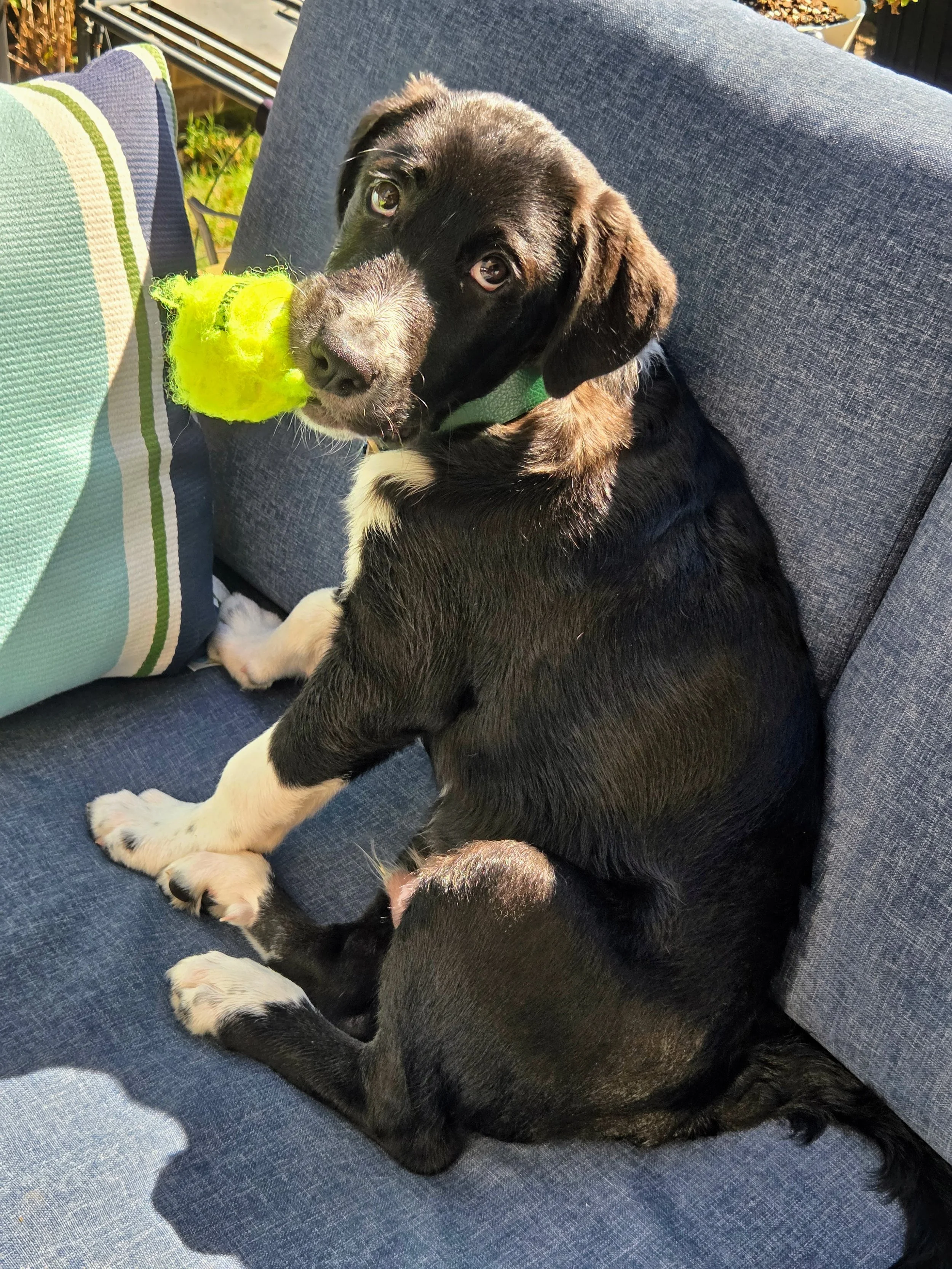 A black puppy with white paws lying on a blue couch holding a yellow tennis ball in its mouth