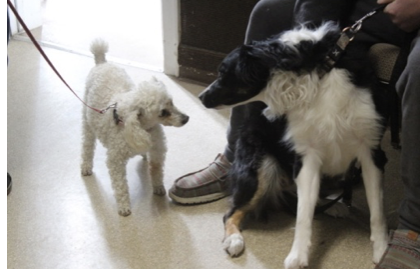 Two dogs interacting indoors with a person.
