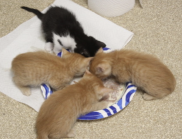 Three kittens, one black and white and two orange, are feeding from a small blue and white striped dish on a beige carpet.
