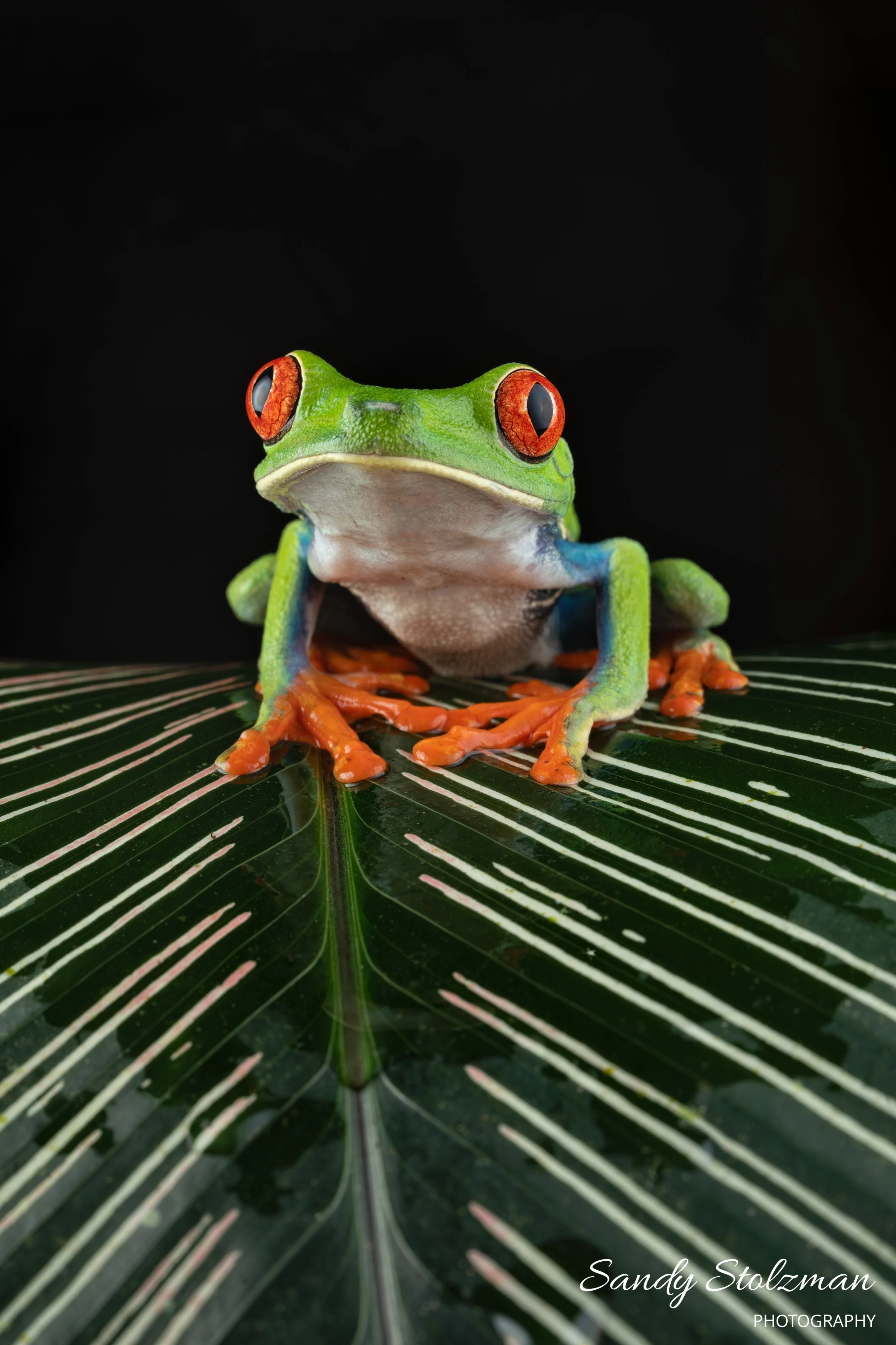 Red Eyed Tree Frog Costa Rica 2025.jpg