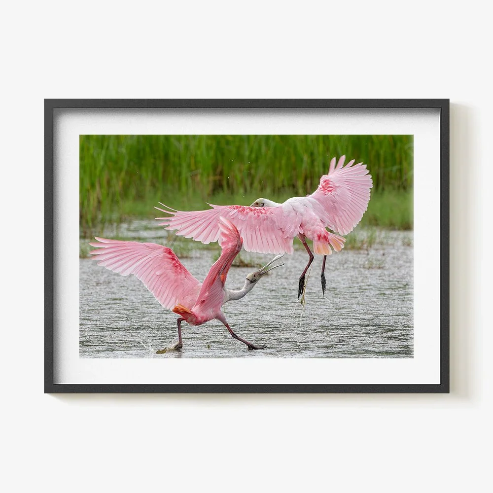 Two pink flamingos fighting in shallow water with green grass in the background.