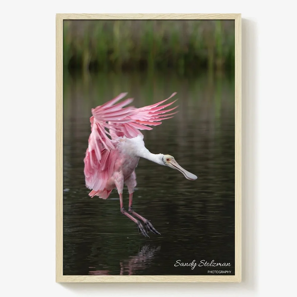 Soft Pink Landing Roseate Spoonbill