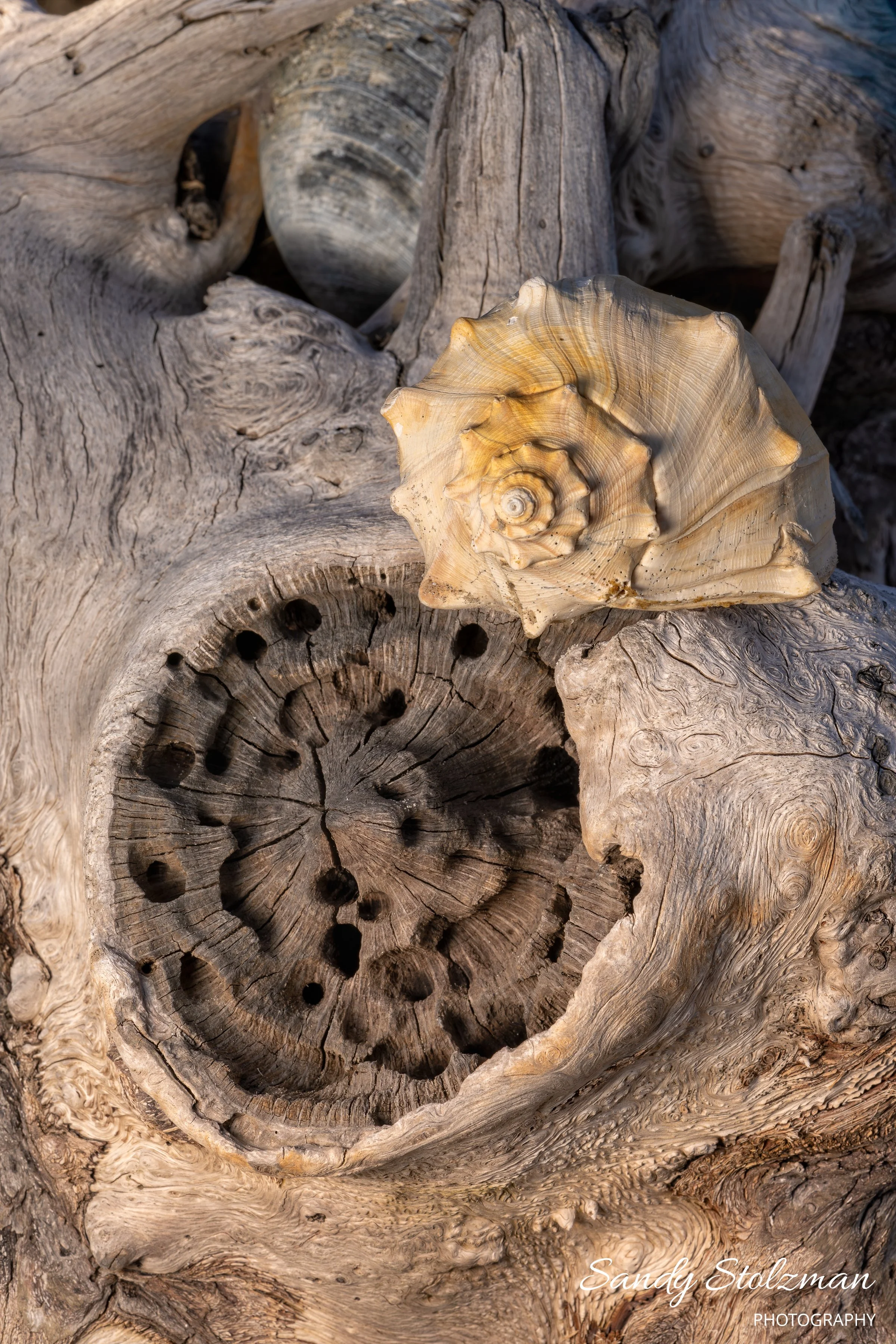 Botany Bay (1 ) South Carolina 2025.jpg
