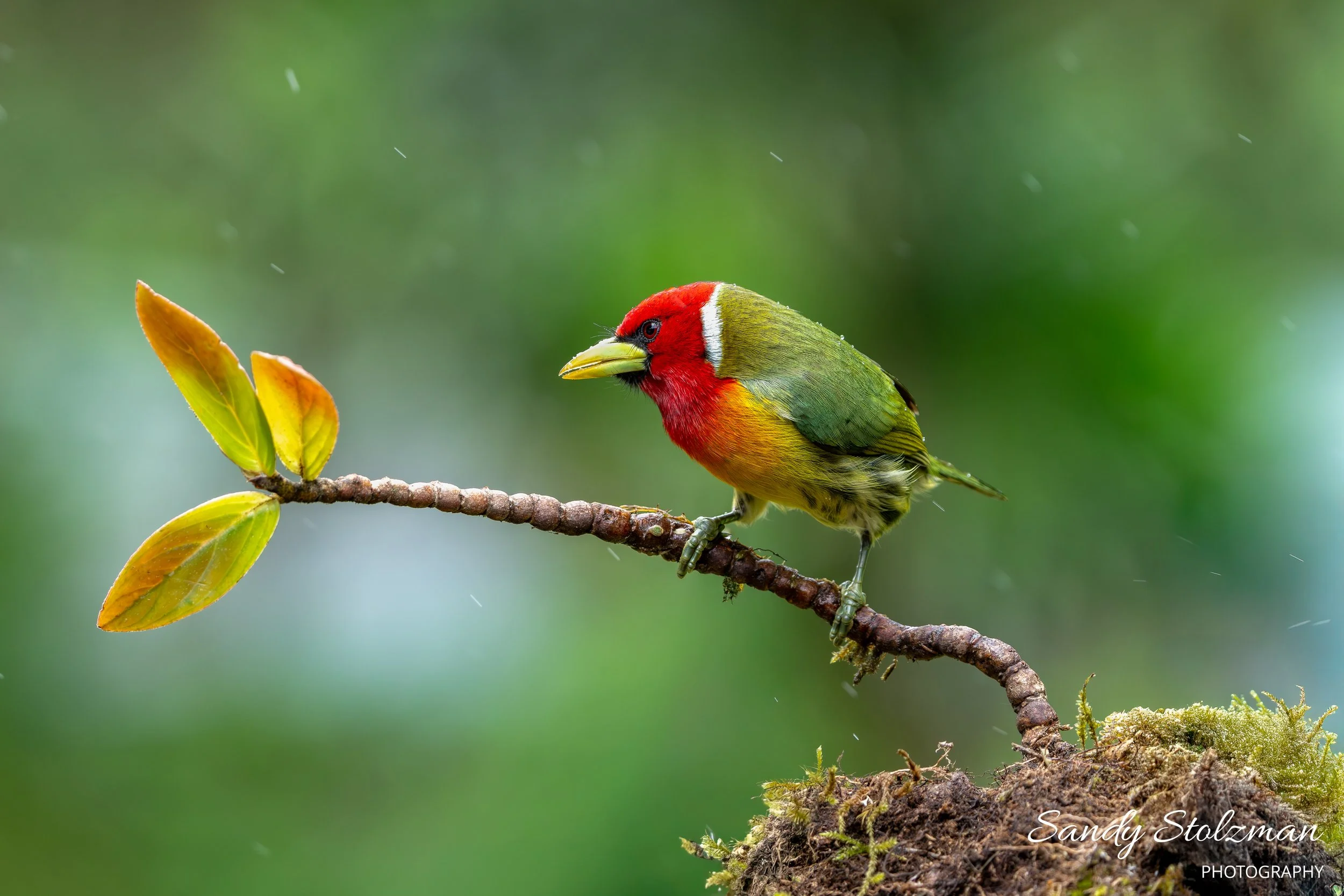 Angry Bird (AKA Red Headed Barbet) Costa Rica 2025.jpg
