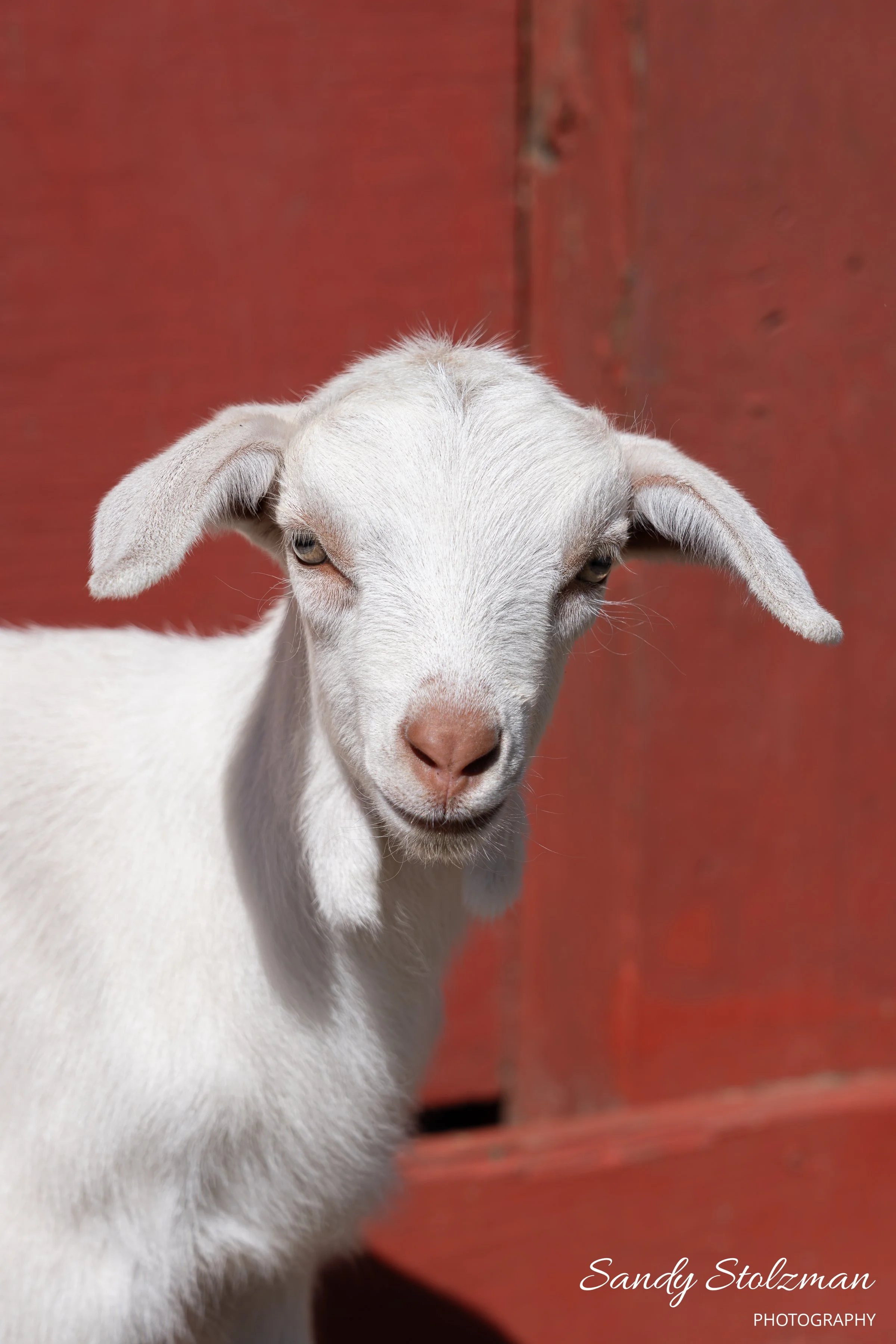 Stolzman_Goatery_2_2024-317.jpg