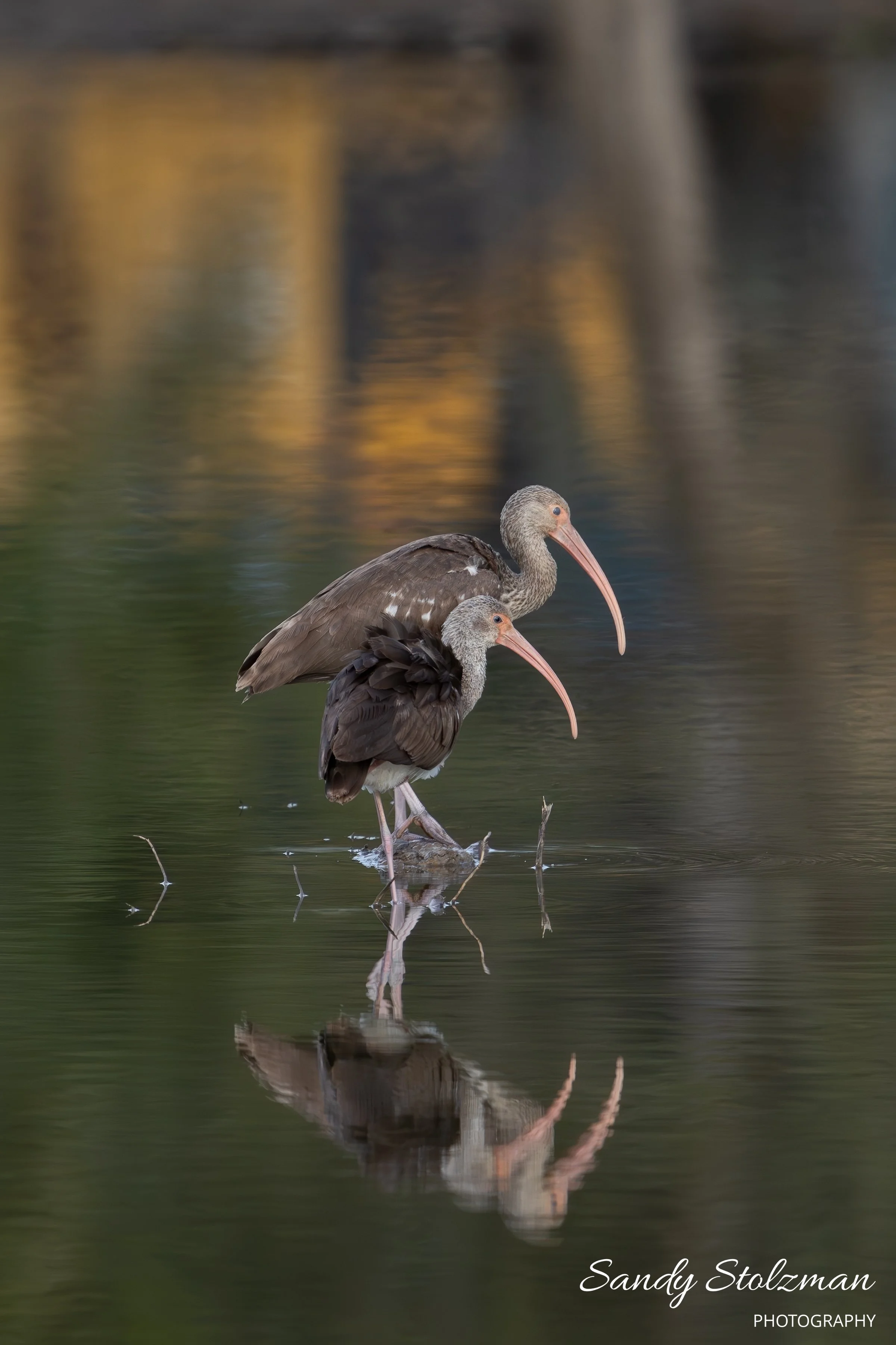 Juvinile Ibis Kiawah River SC 2025.jpg