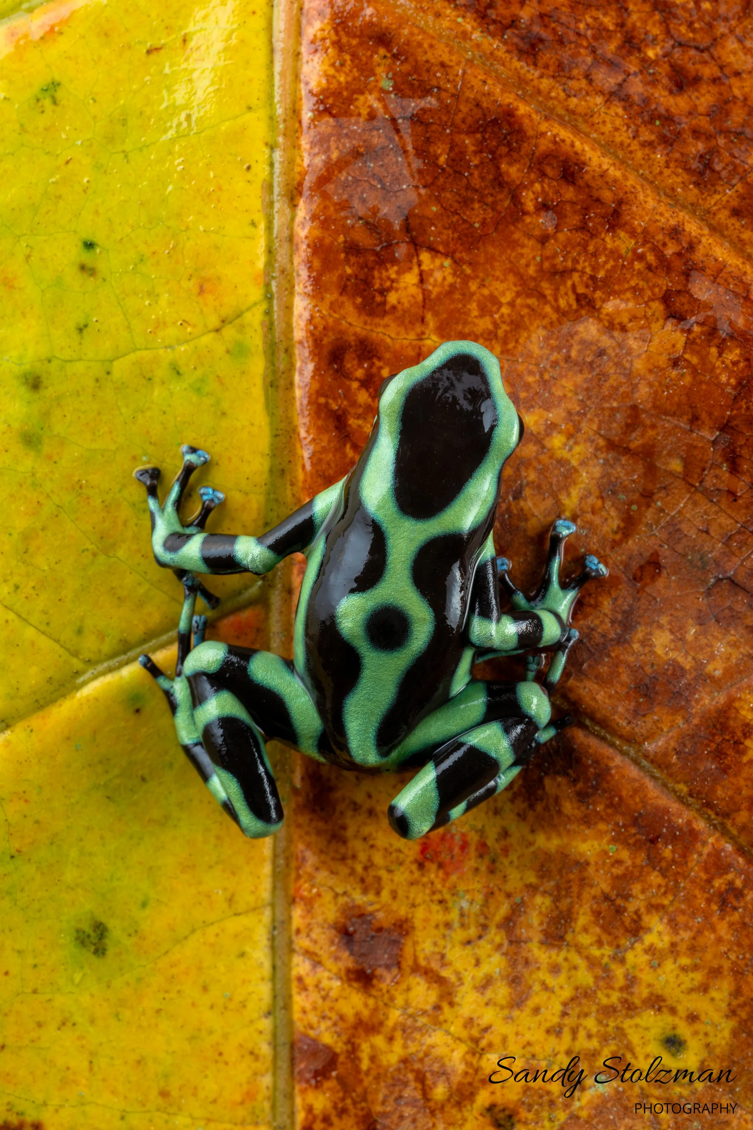 Green Poison Dart Frog