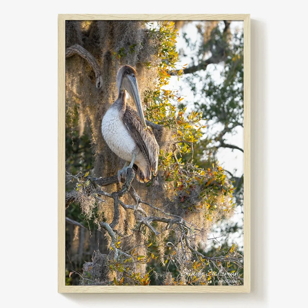 Brown Pelican