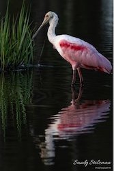 Spoonbill.jpg