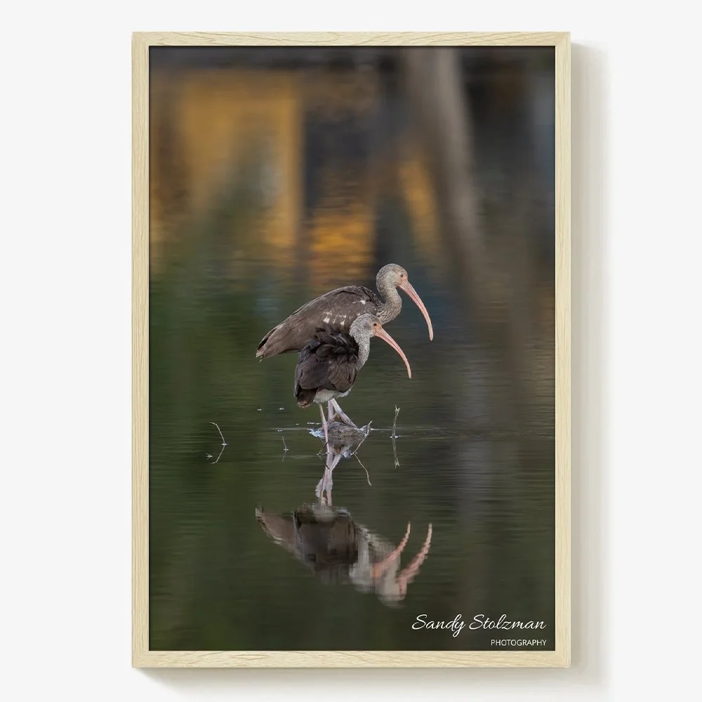Juvenile Ibis