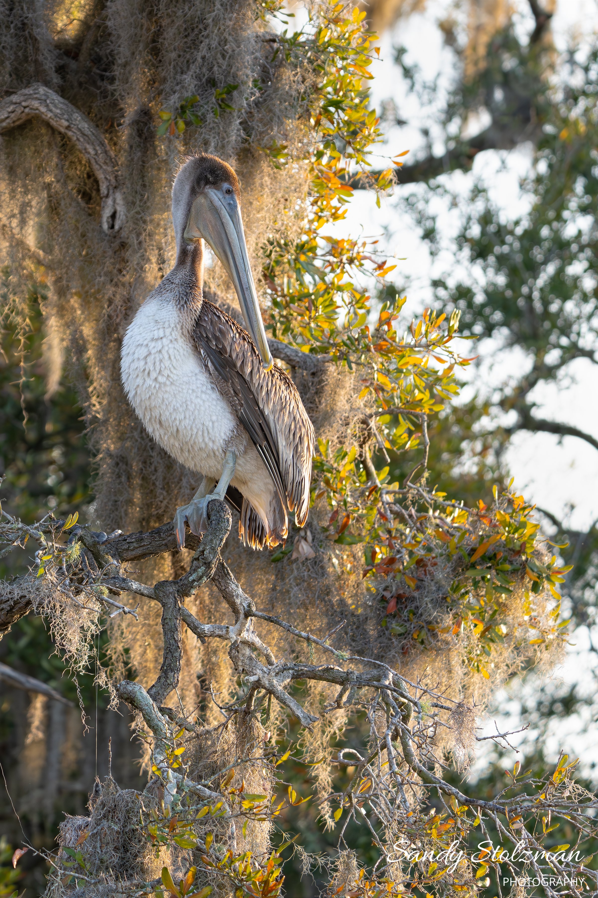 Brown Pelican Kiawah River 2025.jpg