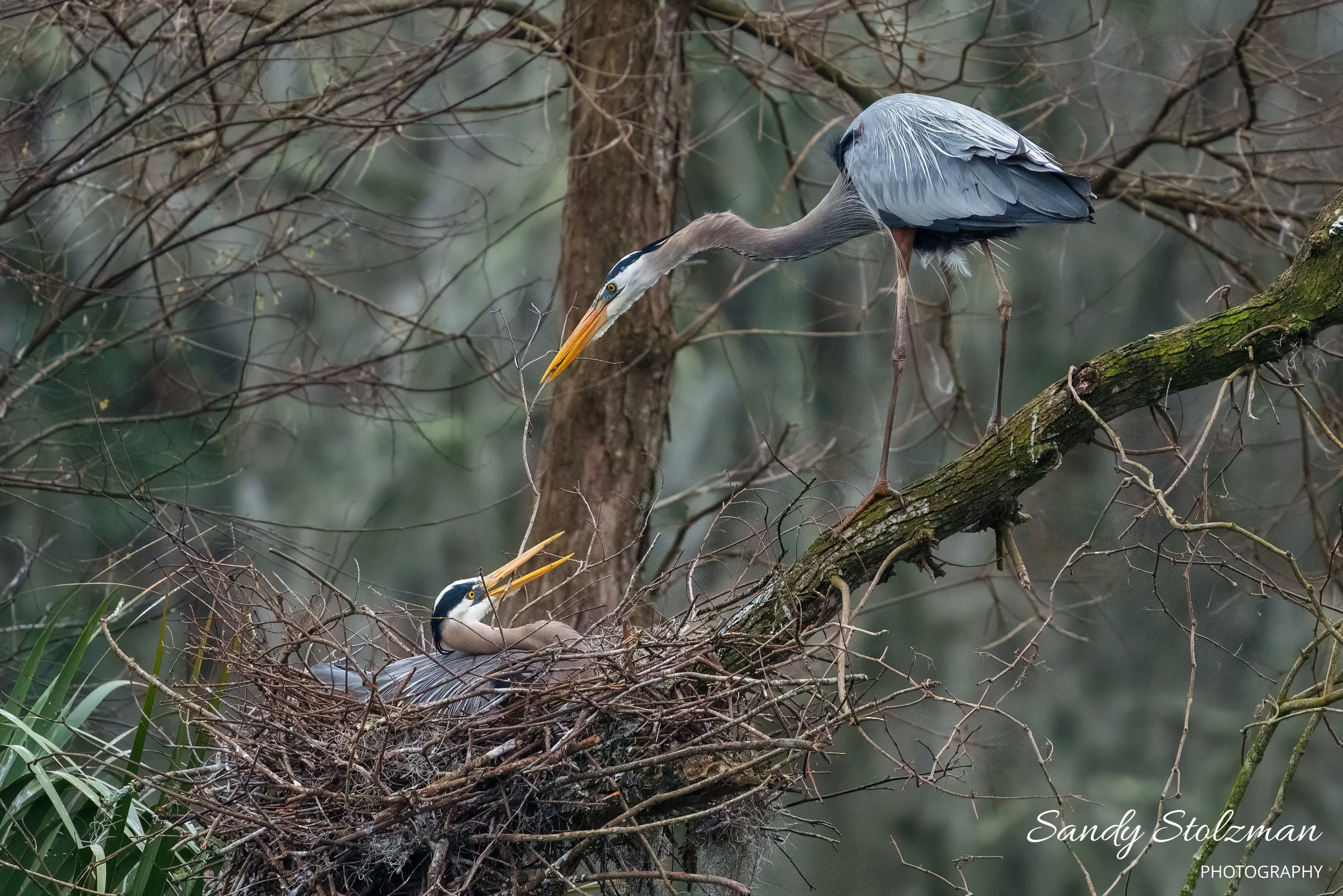 Stolzman_BlueHeron_Magnolia_Gardens_2-146.jpg