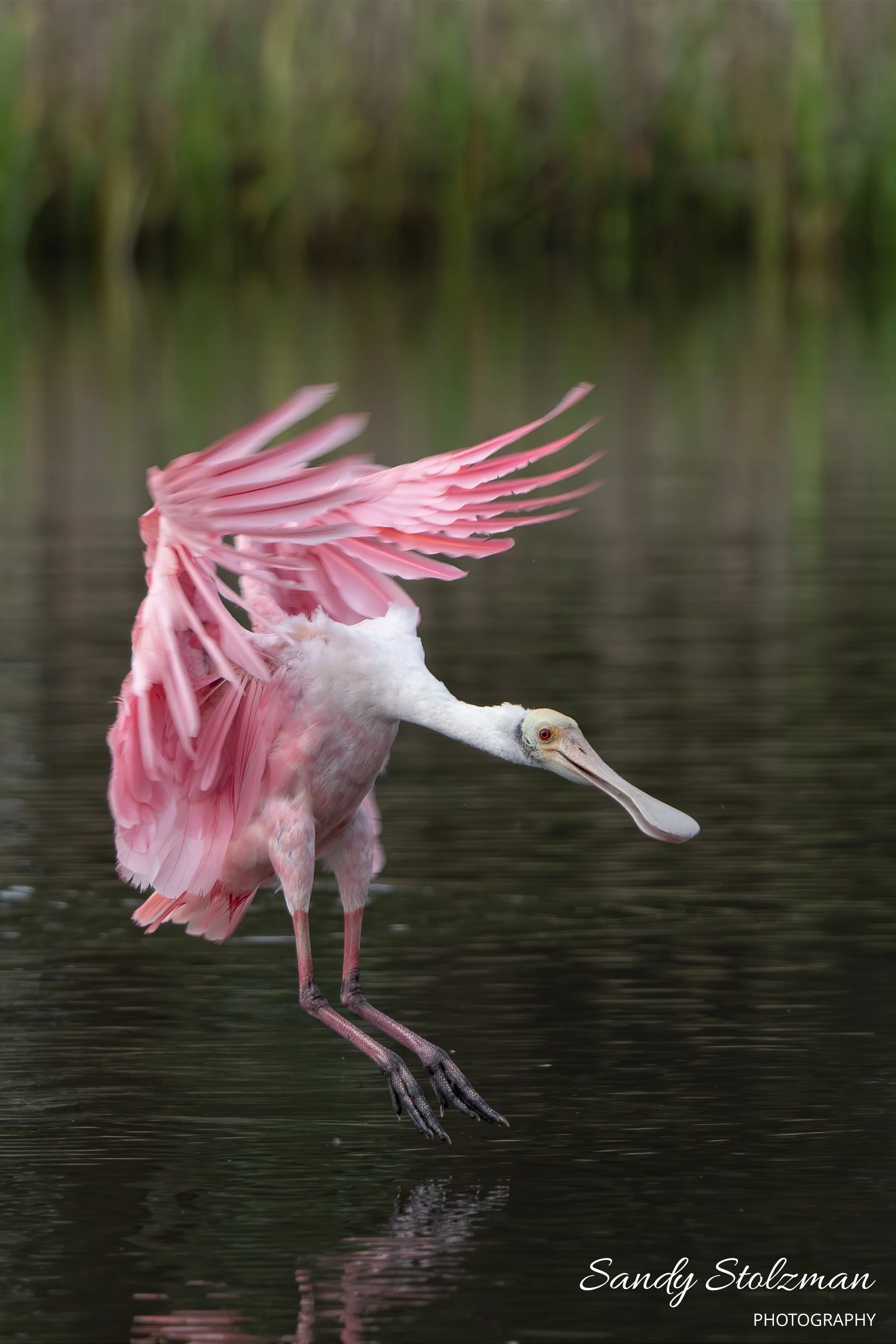 Soft Pink Landing Kiawah River SC.jpg