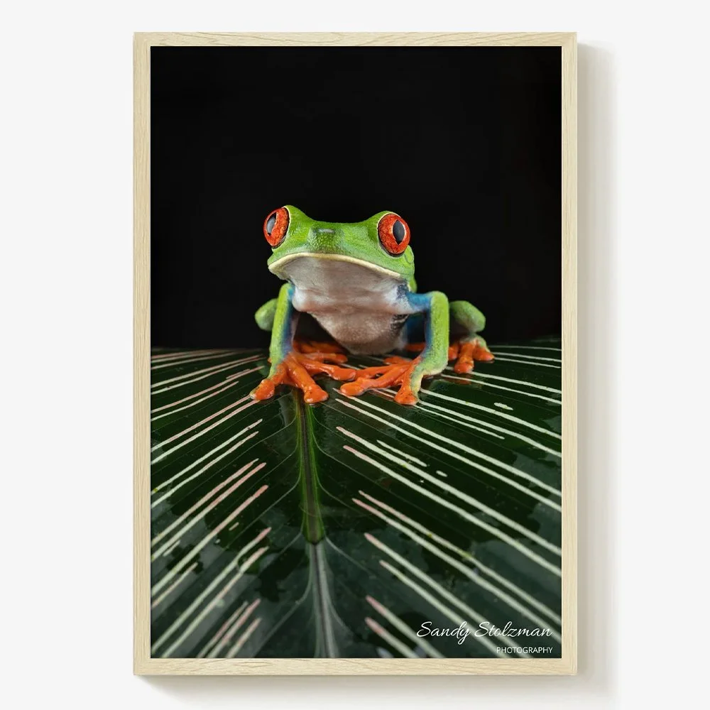 Red Eyed Tree Frog