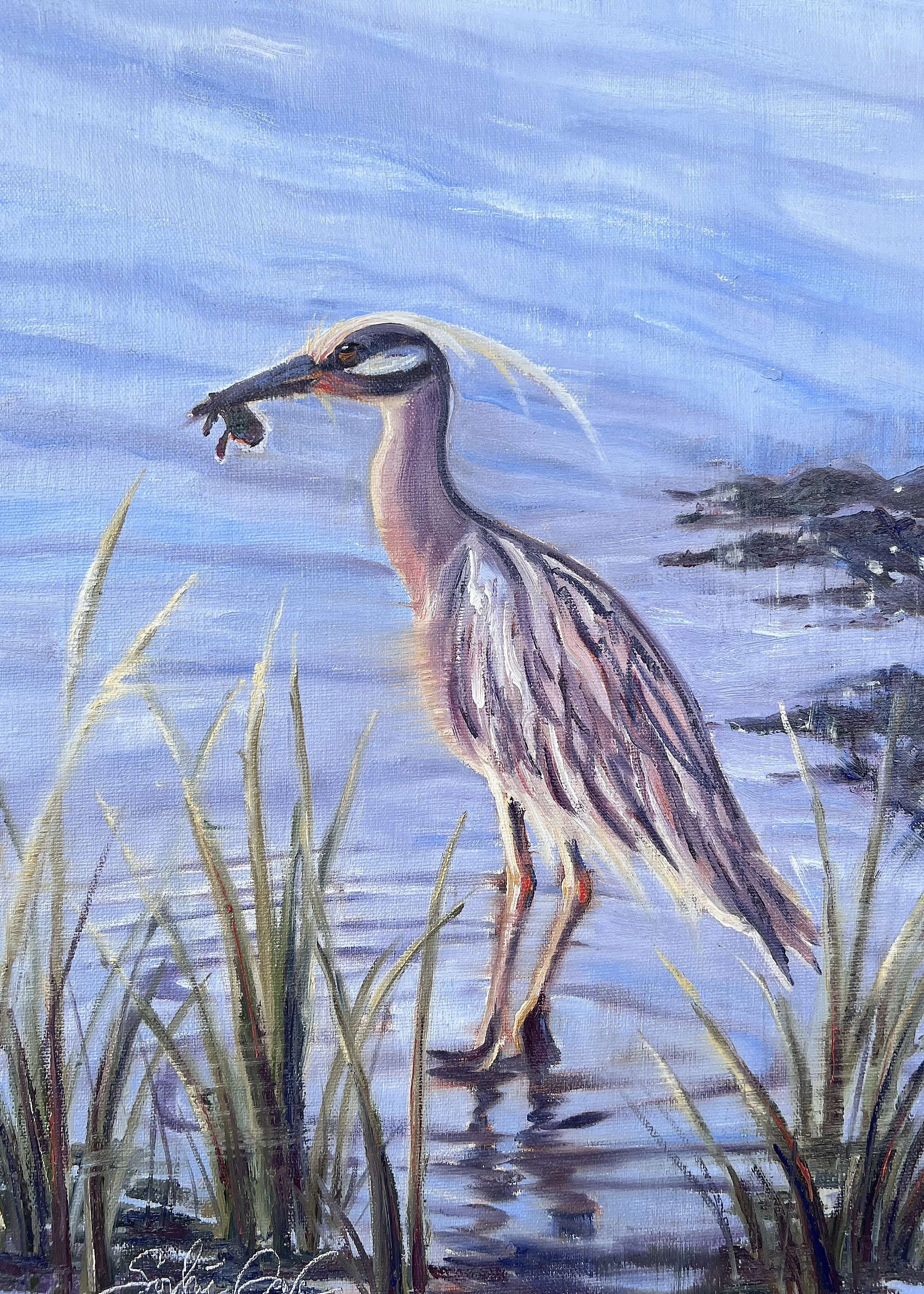 Yellow Crowned Night Heron