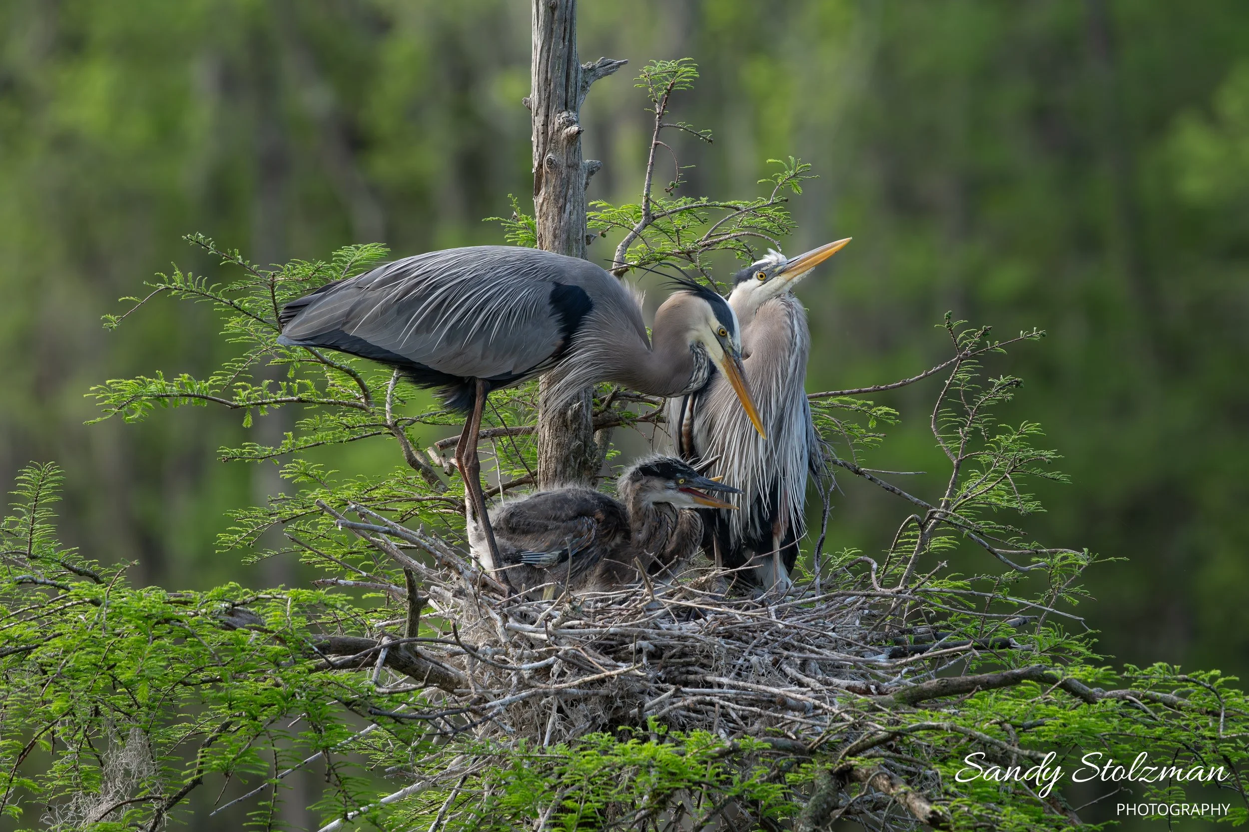 Nesting Great Blue Herons Magnolia Gardens SC 2025.jpg