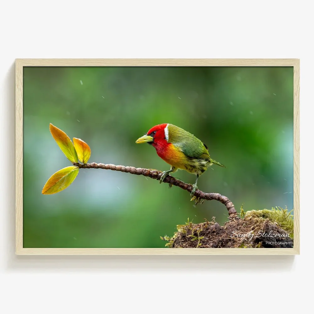 Angry Bird