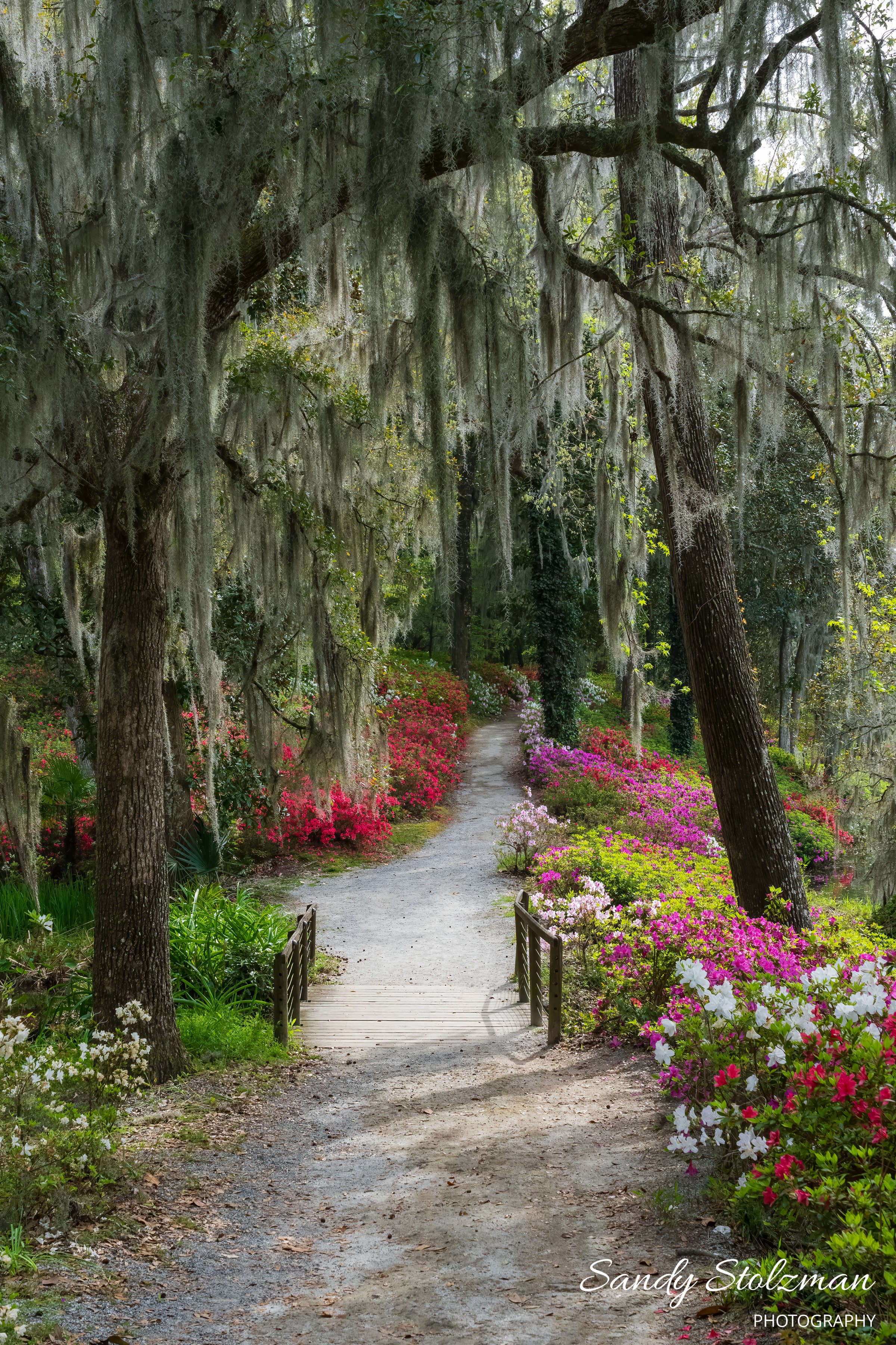 Spring@Middleton Plantation (2) Charleston SC 2024.jpg