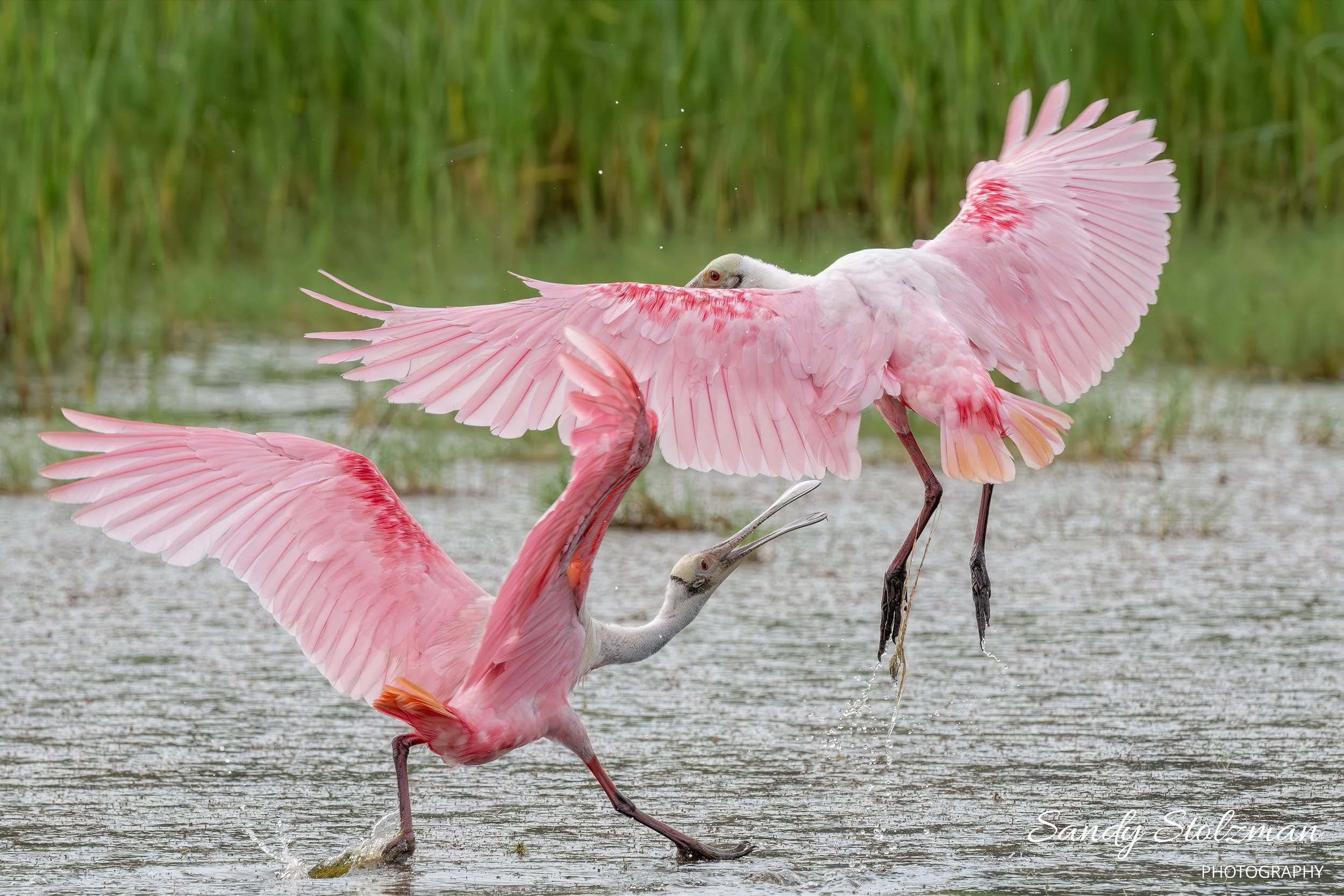 Sandy Stolzman photograph of 2 flamingos in flight over Kiawah River.