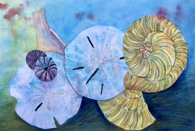 Windland_Seashells.jpeg
