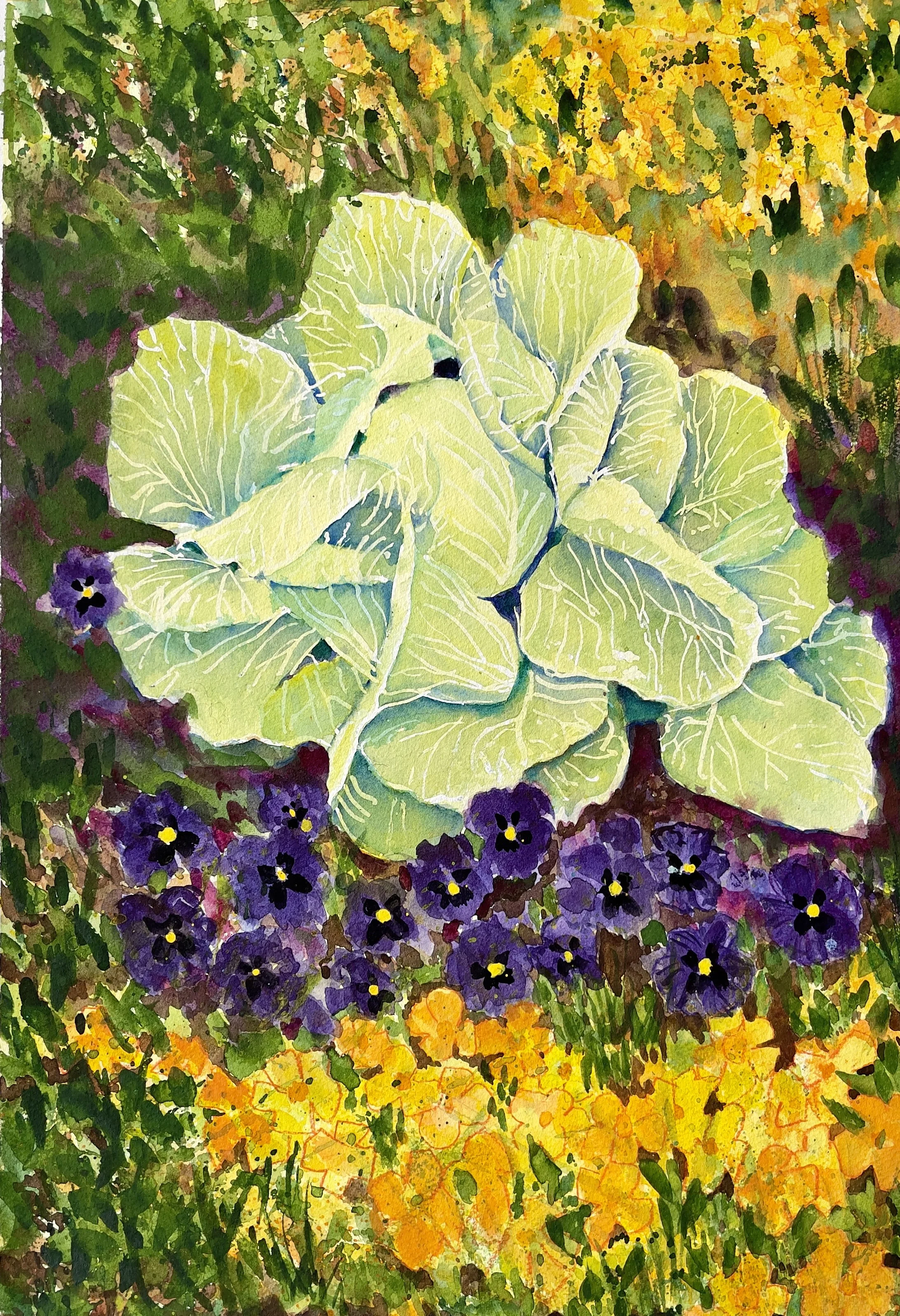 Windland_Cabbage.jpeg