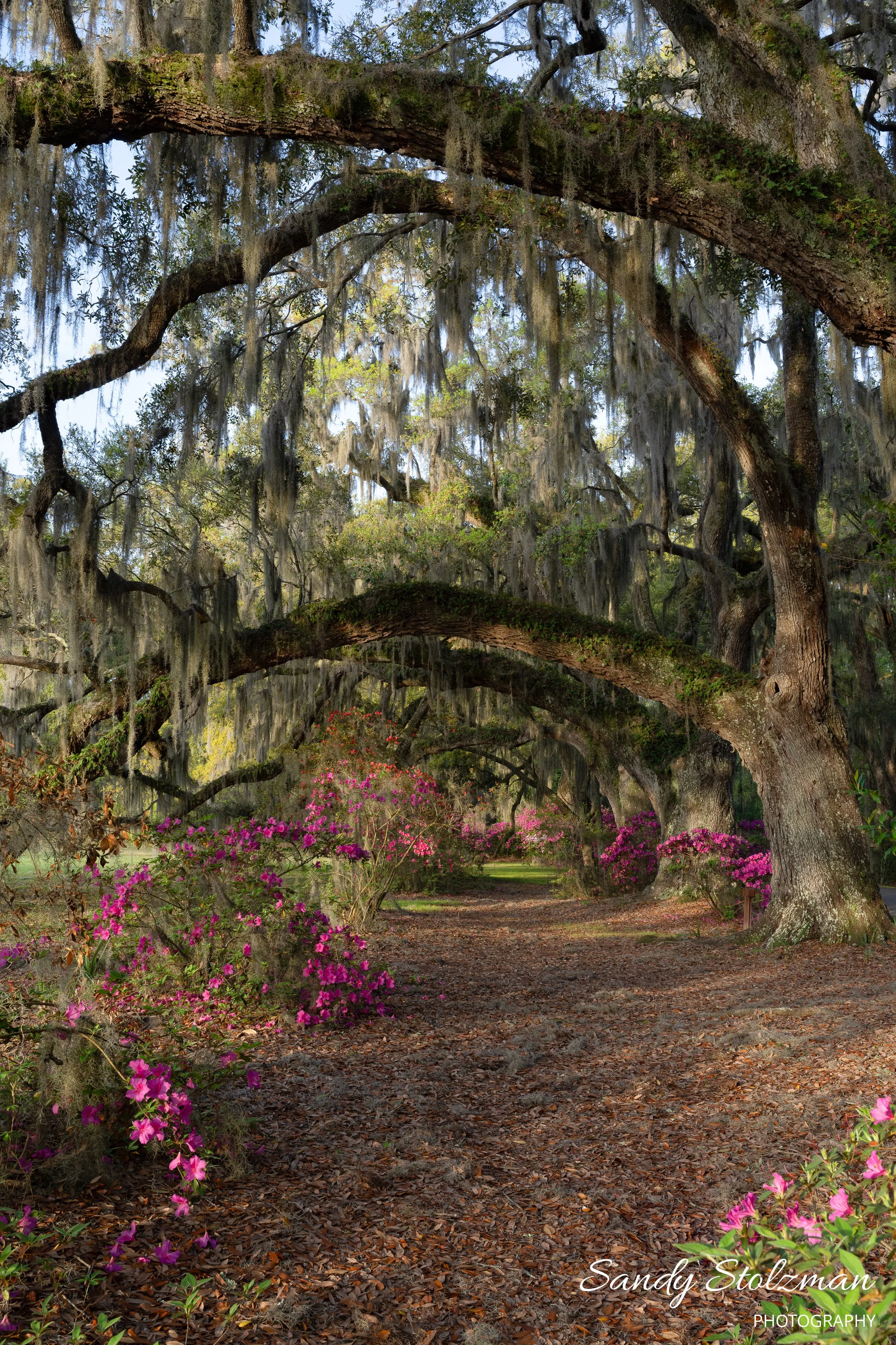Stolzman_Magnolia_Gardens_2_2025-17.jpg