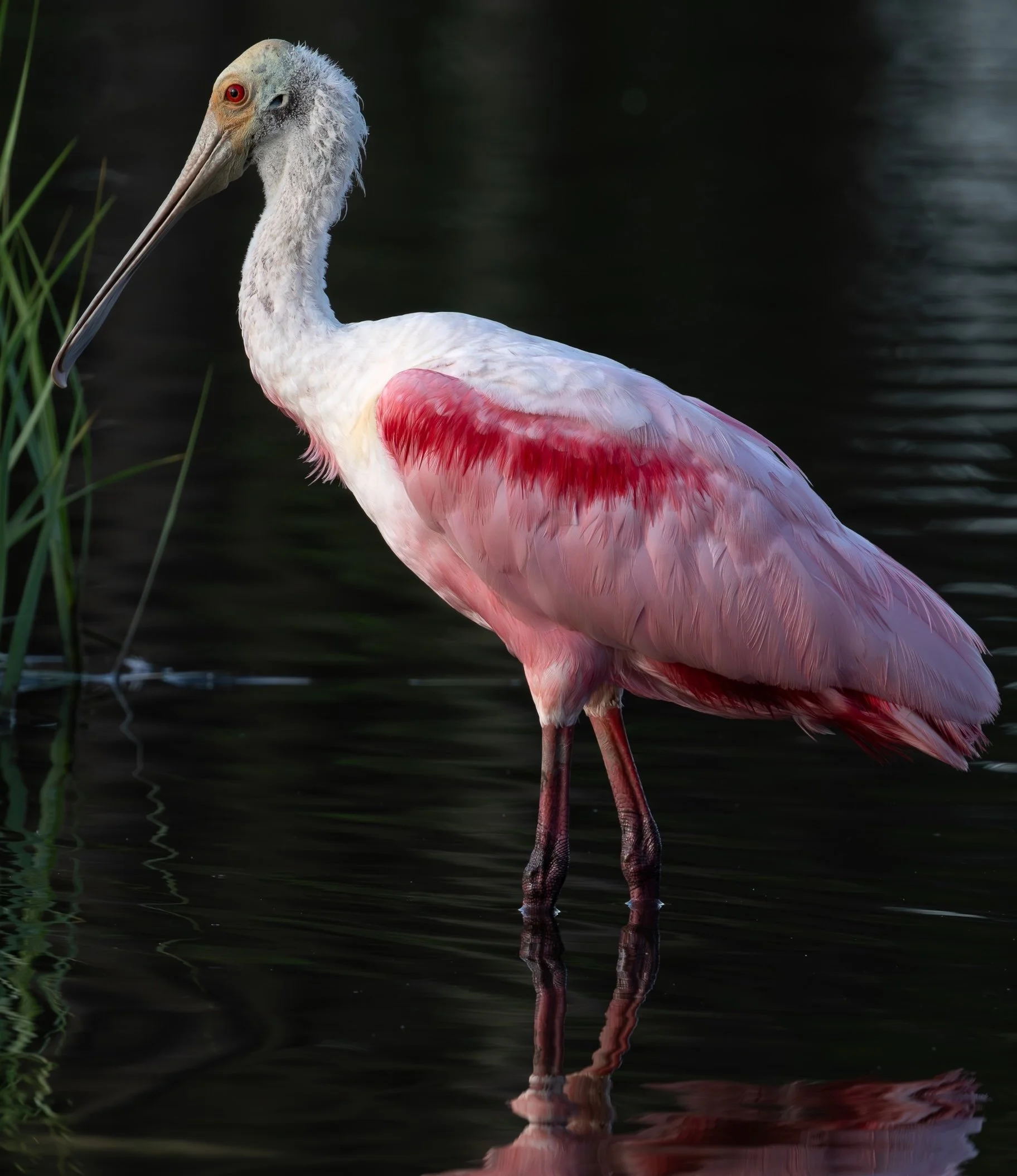 Stolzman_Spoonbill2pg.jpg