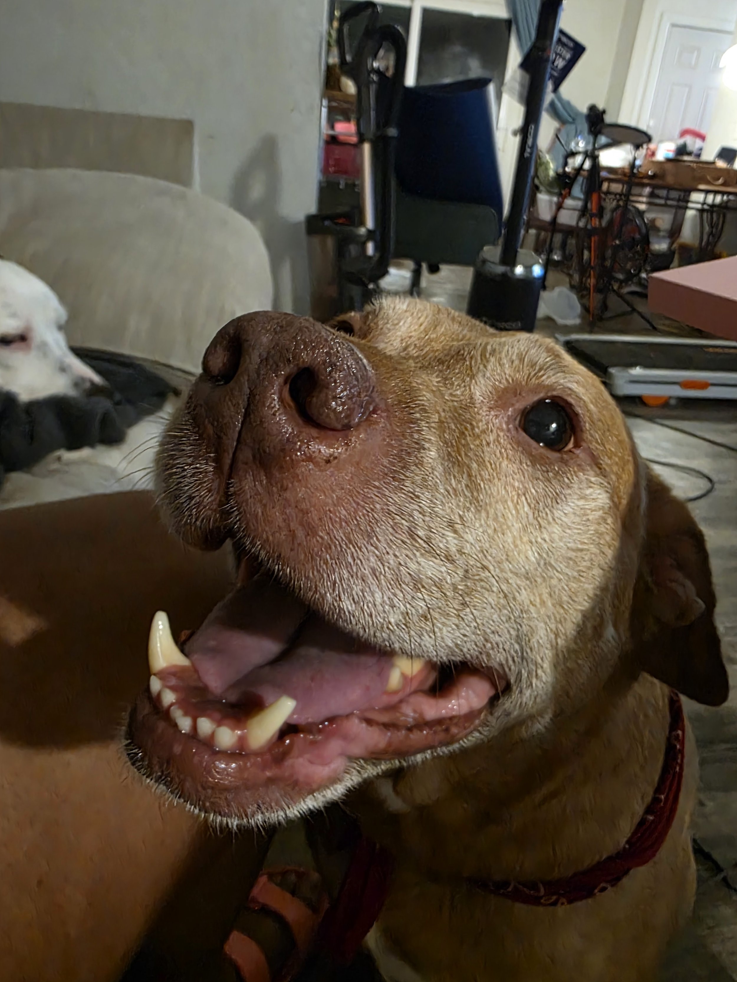 Close-up of a smiling brown dog with its tongue out, in an indoor setting with other dogs and furniture in the background.