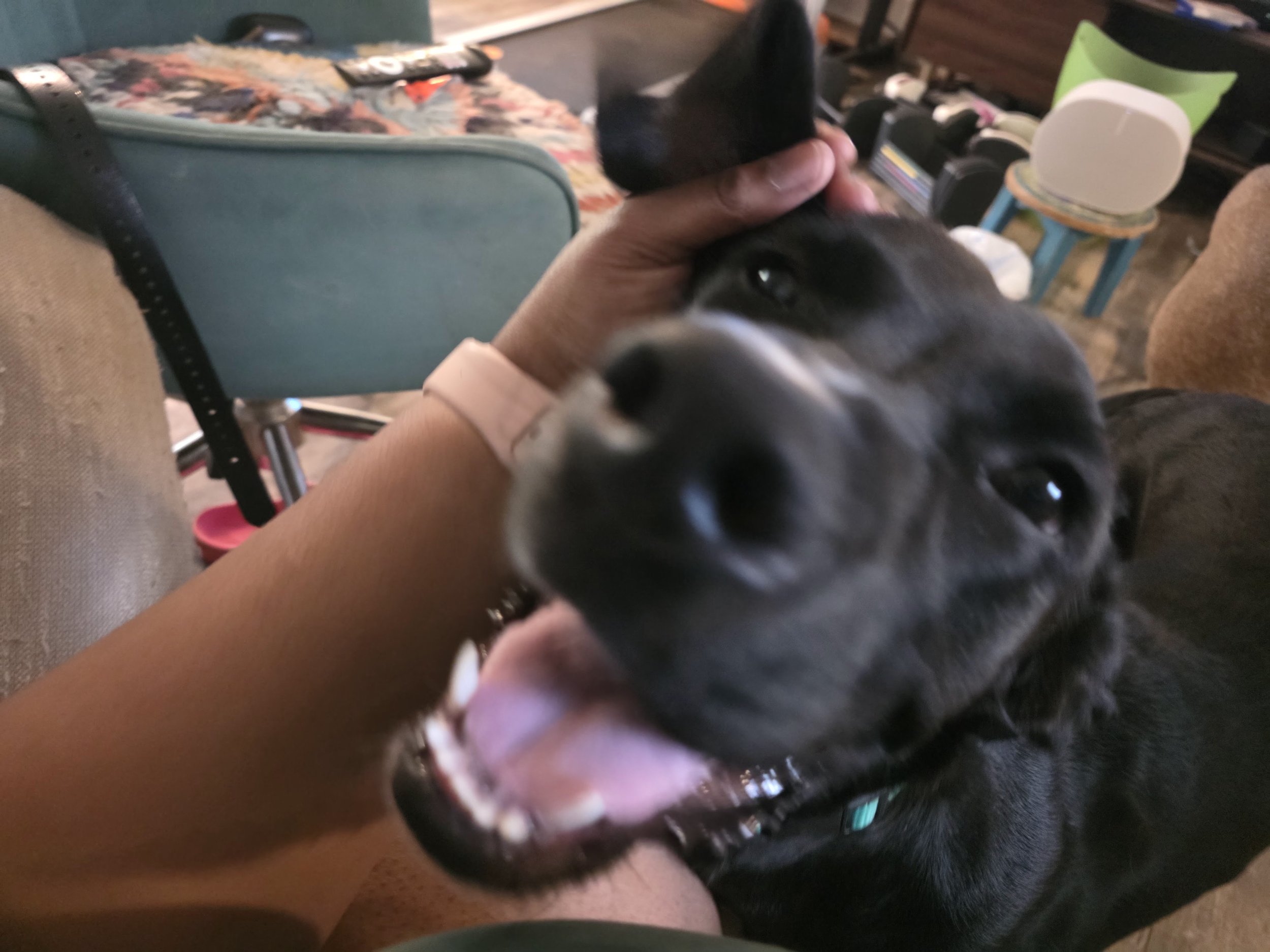 Close-up of a black and white dog with its mouth open, showing teeth and tongue, being petted by a person in a cozy room.