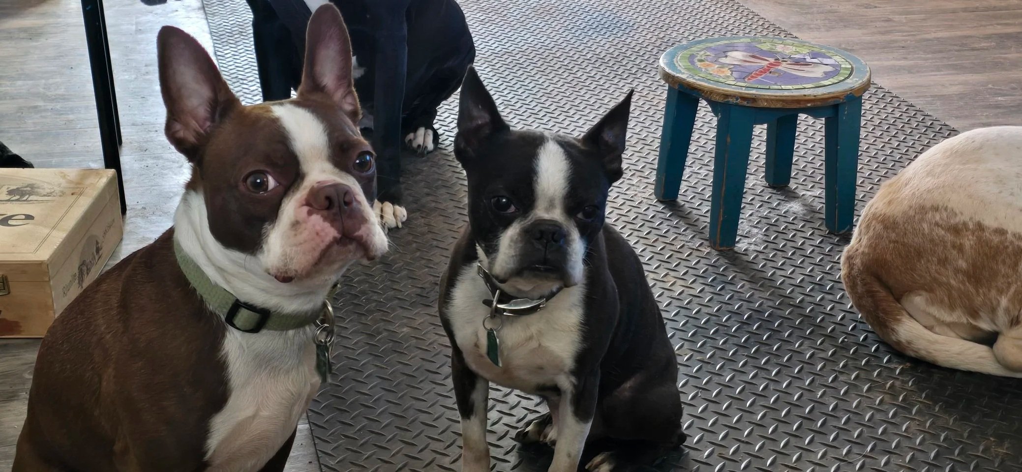 Two Boston Bulldogs sitting on a diamond-plate floor, with other dogs, a small blue table with a moon and star design, and a wooden box nearby.