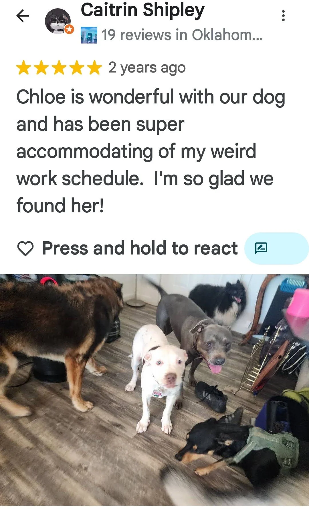 Several dogs of different breeds and sizes in an indoor space with a wood floor, surrounded by various objects including backpacks, shoes, and pet accessories.