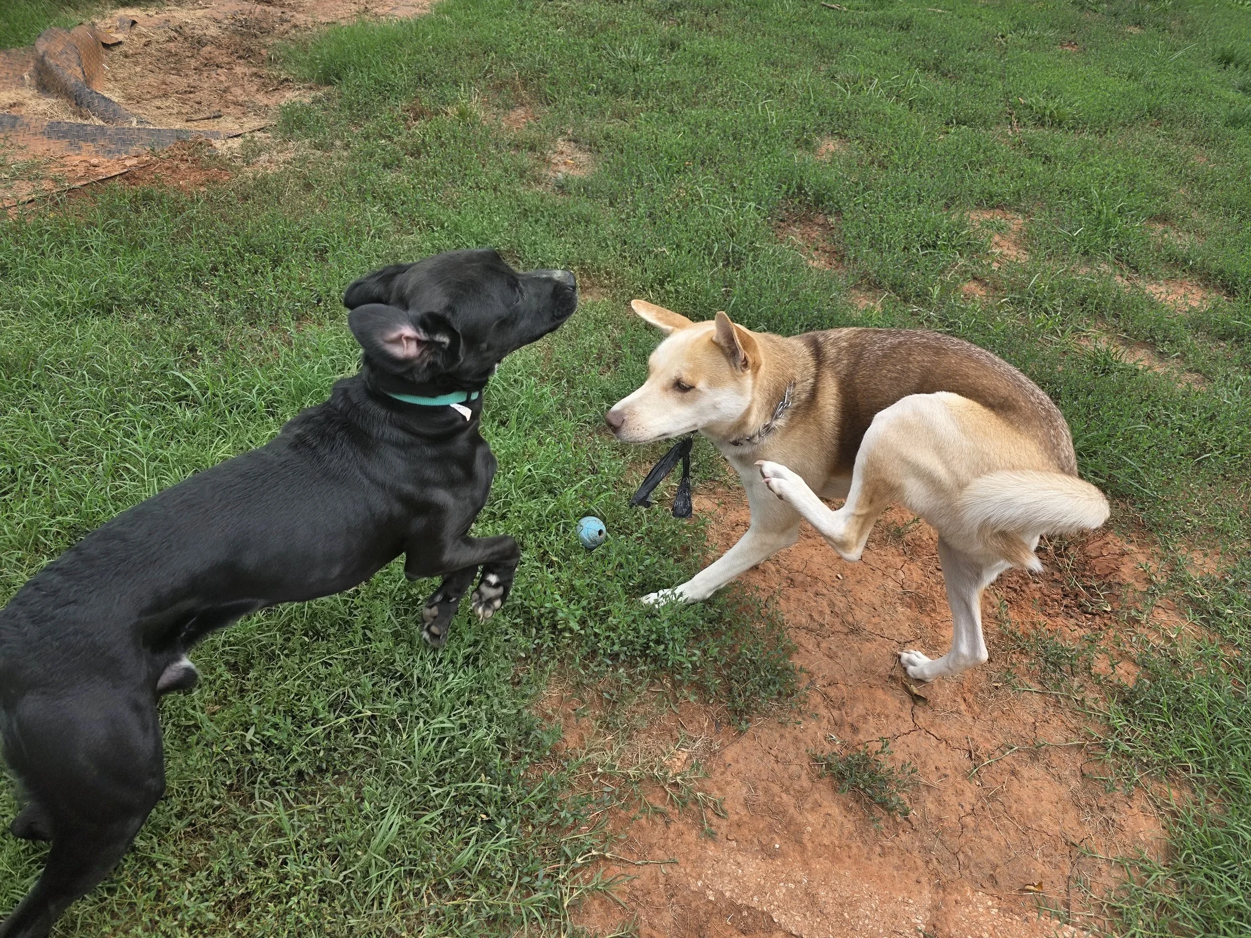 Two dogs playing on grass; one black and one light brown.