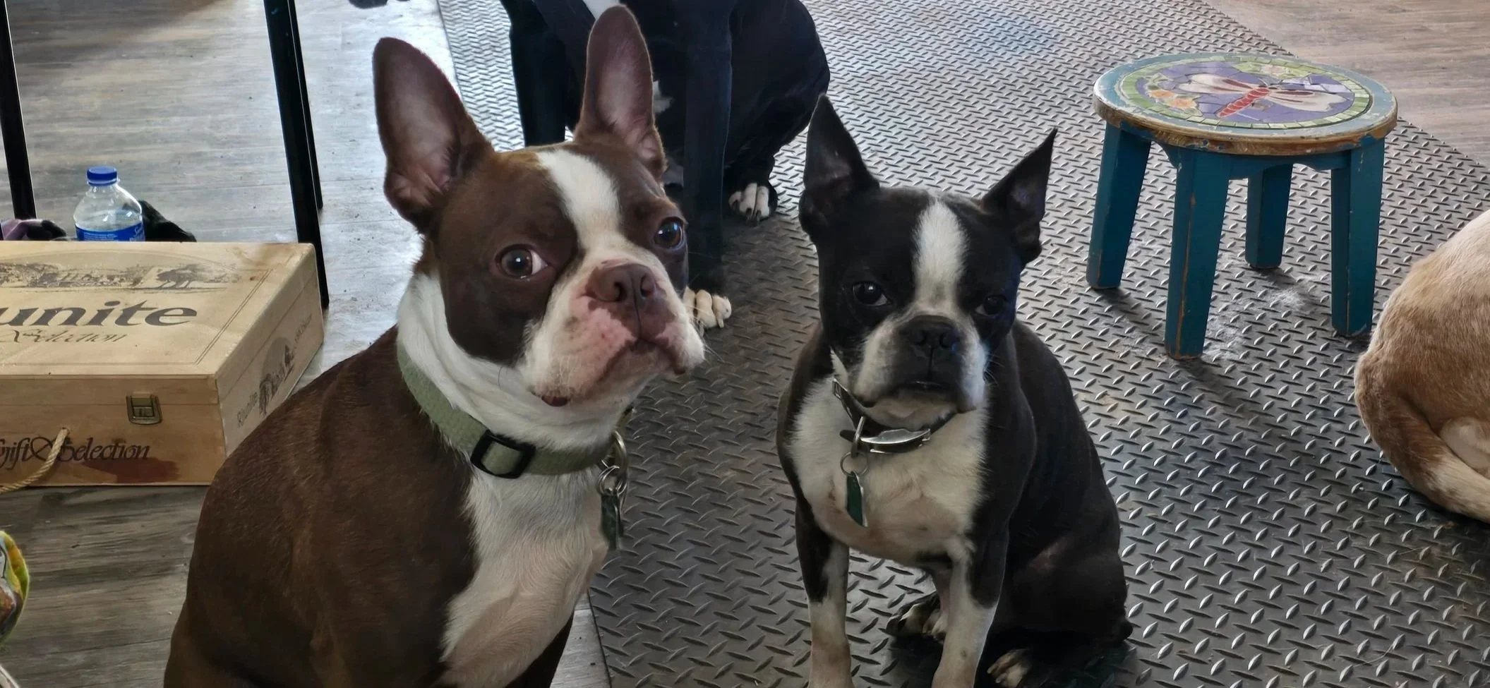 Two Boston Terrier dogs sitting on a textured metal floor, looking at the camera, with a colorful round stool nearby and a cardboard box in the background.