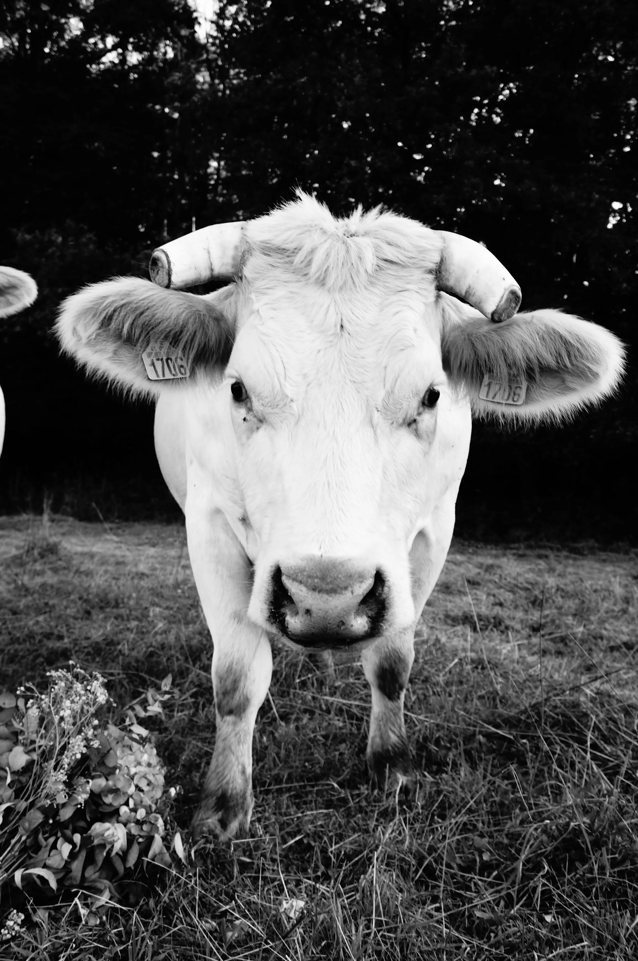 Close-up of a white cow with horns in a grassy field, in black and white.
