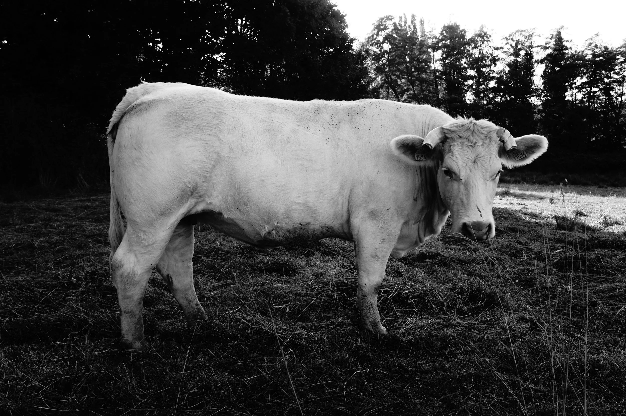 A black and white photo of a cow standing on grassy ground with trees and sky in the background.