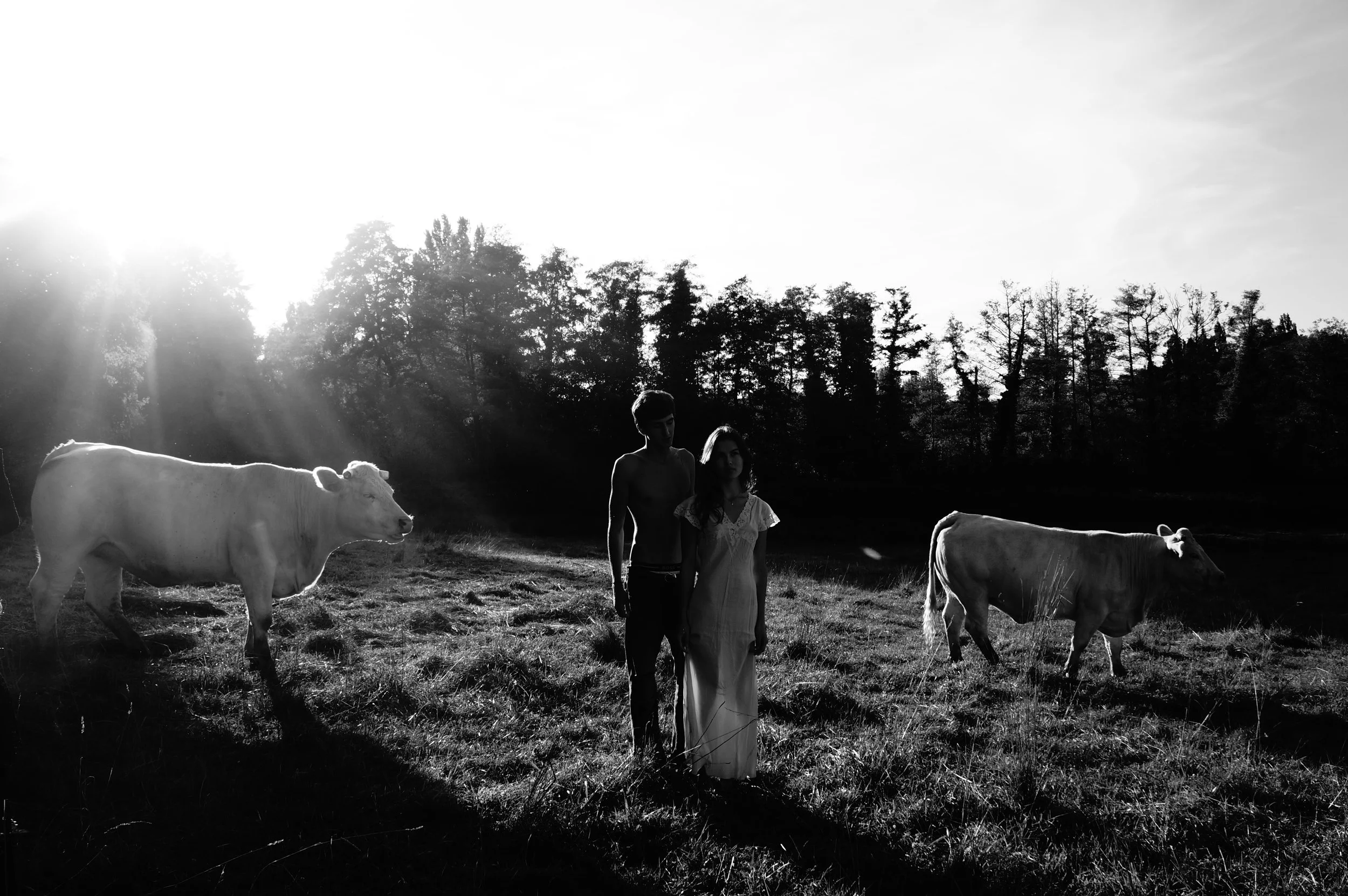 A black and white photo of a man and woman walking in a field with two cows, with the sun shining brightly behind trees in the background.