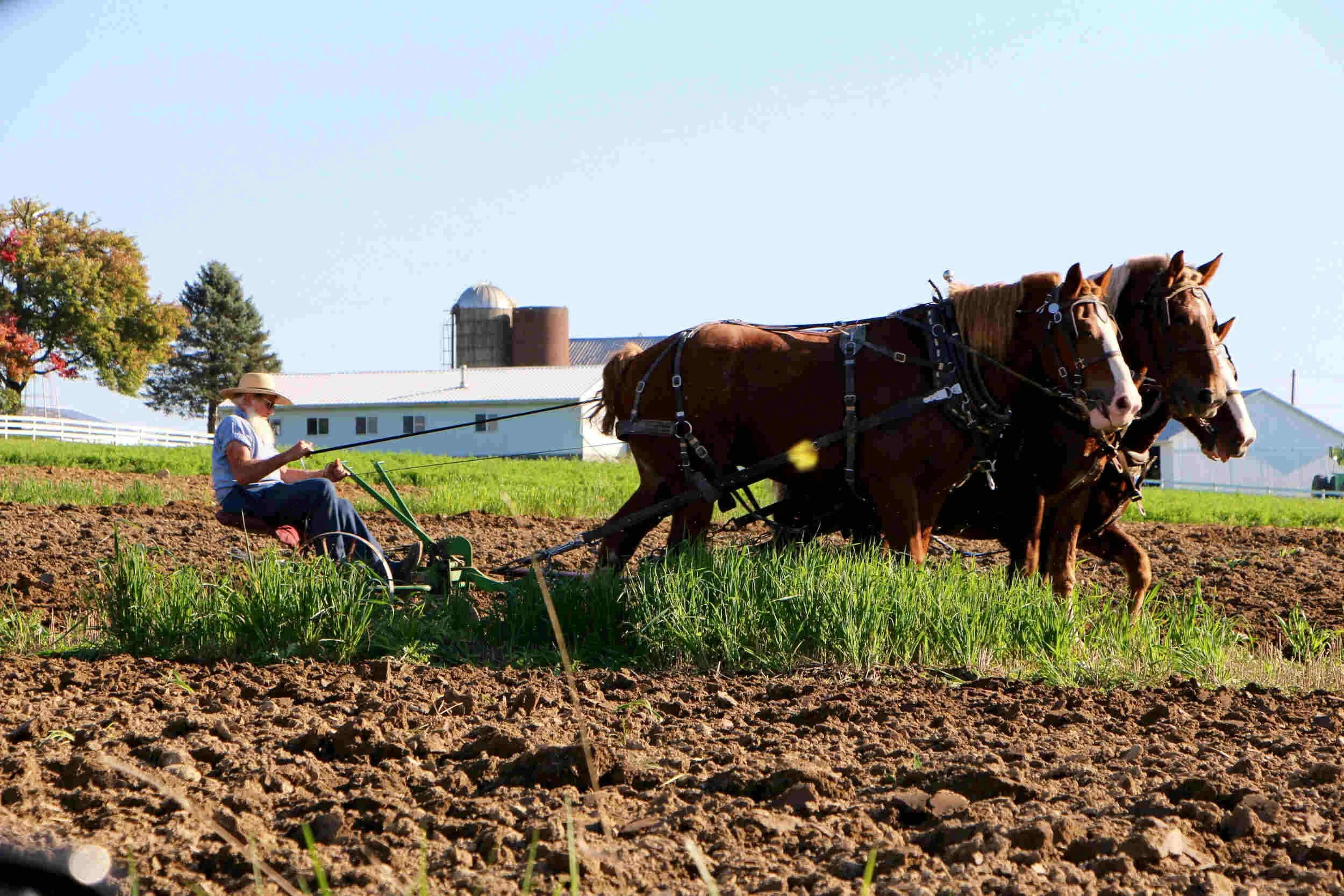 A man is with a whit beard outside with a plow getting pulled by three horses - unwritten rules of corporate America