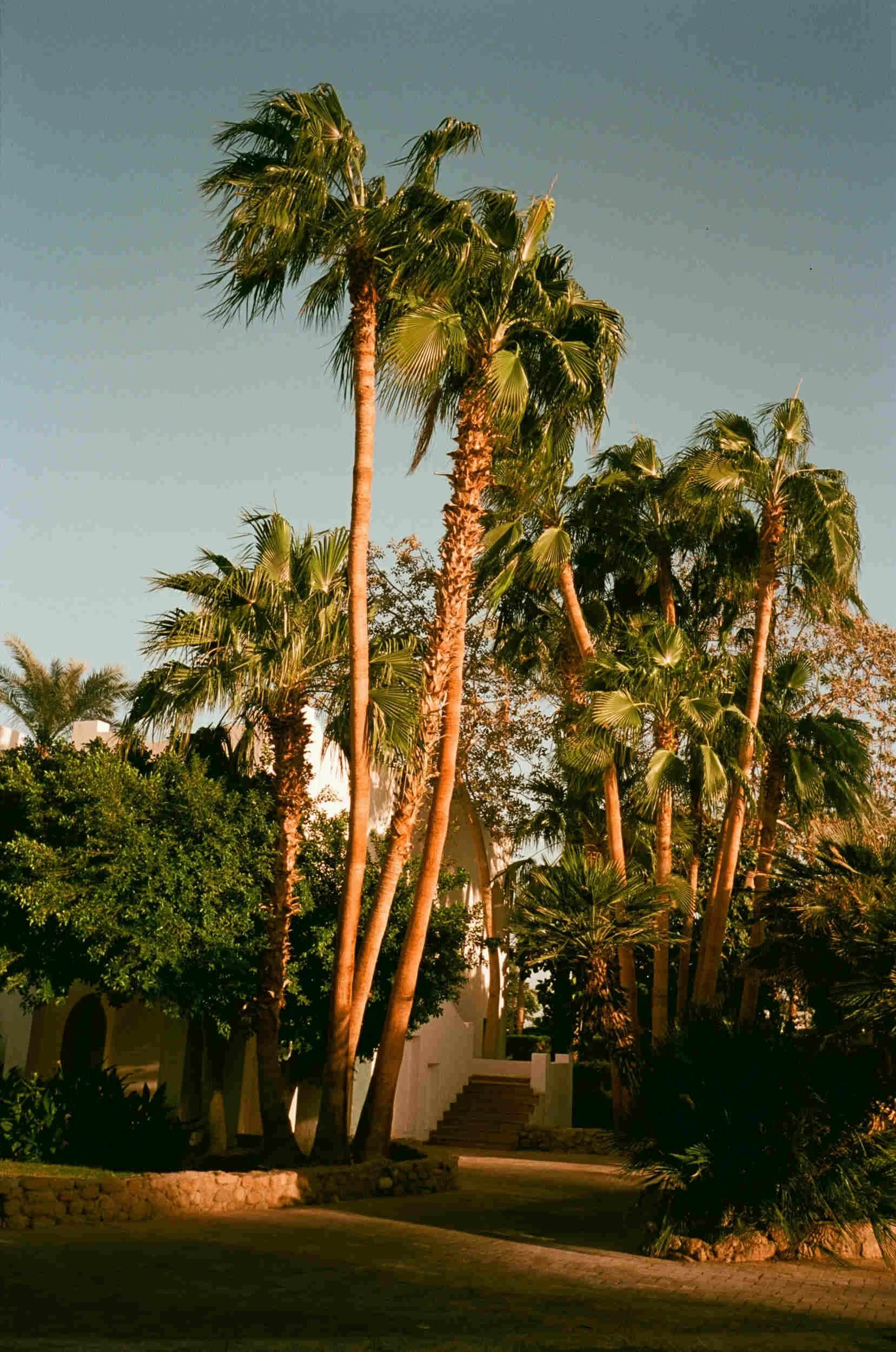 Multiple palm trees outside and a blue sky - executive coach Paradise Valley